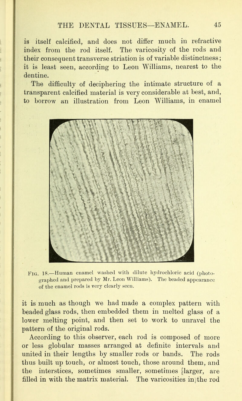 is itself calcified, and does not differ much in refractive index from the rod itself. The varicosity of the rods and their consequent transverse striatum is of variable distinctness; it is least seen, according to Leon Williams, nearest to the dentine. The difficulty of deciphering the intimate structure of a transparent calcified material is very considerable at best, and, to borrow an illustration from Leon Williams, in enamel r i jrIG.# is.—Human enamel washed with dilute hydrochloric acid (photo- graphed and prepared by Mr. Leon Williams). The beaded appearance of the enamel rods is very clearly seen. it is much as though we had made a complex pattern with beaded glass rods, then embedded them in melted glass of a lower melting point, and then set to work to unravel the pattern of the original rods. According to this observer, each rod is composed of more or less globular masses arranged at definite intervals and united in their lengths by smaller rods or bands. The rods thus built up touch, or almost touch, those around them, and the interstices, sometimes smaller, sometimes [larger, are filled in with the matrix material. The varicosities in)the rod