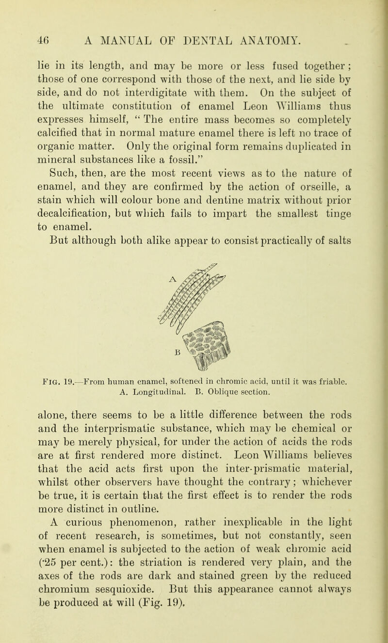 lie in its length, and may be more or less fused together ; those of one correspond with those of the next, and lie side by side, and do not interdigitate with them. On the subject of the ultimate constitution of enamel Leon Williams thus expresses himself,  The entire mass becomes so completely calcined that in normal mature enamel there is left no trace of organic matter. Only the original form remains duplicated in mineral substances like a fossil. Such, then, are the most recent views as to the nature of enamel, and they are confirmed by the action of orseille, a stain which will colour bone and dentine matrix without prior decalcification, but which fails to impart the smallest tinge to enamel. But although both alike appear to consist practically of salts Fig. 19.—From human enamel, softened in chromic acid, until it was friable. A. Longitudinal. B. Oblique section. alone, there seems to be a little difference between the rods and the interprismatic substance, which may be chemical or may be merely physical, for under the action of acids the rods are at first rendered more distinct. Leon Williams believes that the acid acts first upon the inter-prismatic material, whilst other observers have thought the contrary; whichever be true, it is certain that the first effect is to render the rods more distinct in outline. A curious phenomenon, rather inexplicable in the light of recent research, is sometimes, but not constantly, seen when enamel is subjected to the action of weak chromic acid ('25 per cent.): the striation is rendered very plain, and the axes of the rods are dark and stained green by the reduced chromium sesquioxide. But this appearance cannot always be produced at will (Fig. 19),