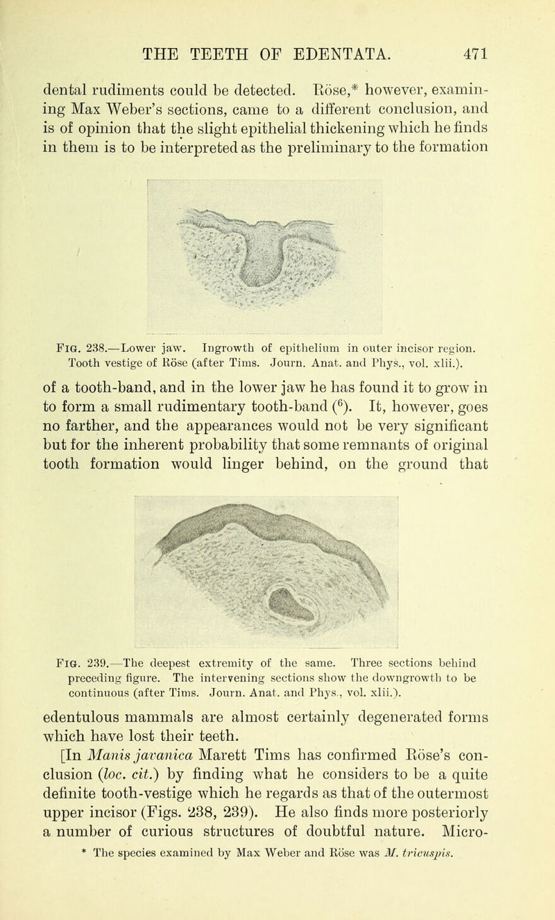 dental rudiments could be detected. Eose,* however, examin- ing Max Weber's sections, came to a different conclusion, and is of opinion that the slight epithelial thickening which he finds in them is to be interpreted as the preliminary to the formation Fig. 238.—Lower jaw. Ingrowth of epithelium in outer incisor region. Tooth vestige of Rose (after Tims. Journ. Anat. and Phys., vol. xlii.). of a tooth-band, and in the lower jaw he has found it to grow in to form a small rudimentary tooth-bancl (6). It, however, goes no farther, and the appearances would not be very significant but for the inherent probability that some remnants of original tooth formation would linger behind, on the ground that Fig. 239.—The deepest extremity of the same. Three sections behind preceding figure. The intervening sections show the downgrowth to be continuous (after Tims. Journ. Anat. and Phys., vol. xlii.). edentulous mammals are almost certainly degenerated forms which have lost their teeth. [In Manis javanica Marett Tims has confirmed Eose's con- clusion (loc. cit.) by finding what he considers to be a quite definite tooth-vestige which he regards as that of the outermost upper incisor (Figs. c238, 239). He also finds more posteriorly a number of curious structures of doubtful nature. Micro- * The species examined by Max Weber and Rose was 31. tricuspis.