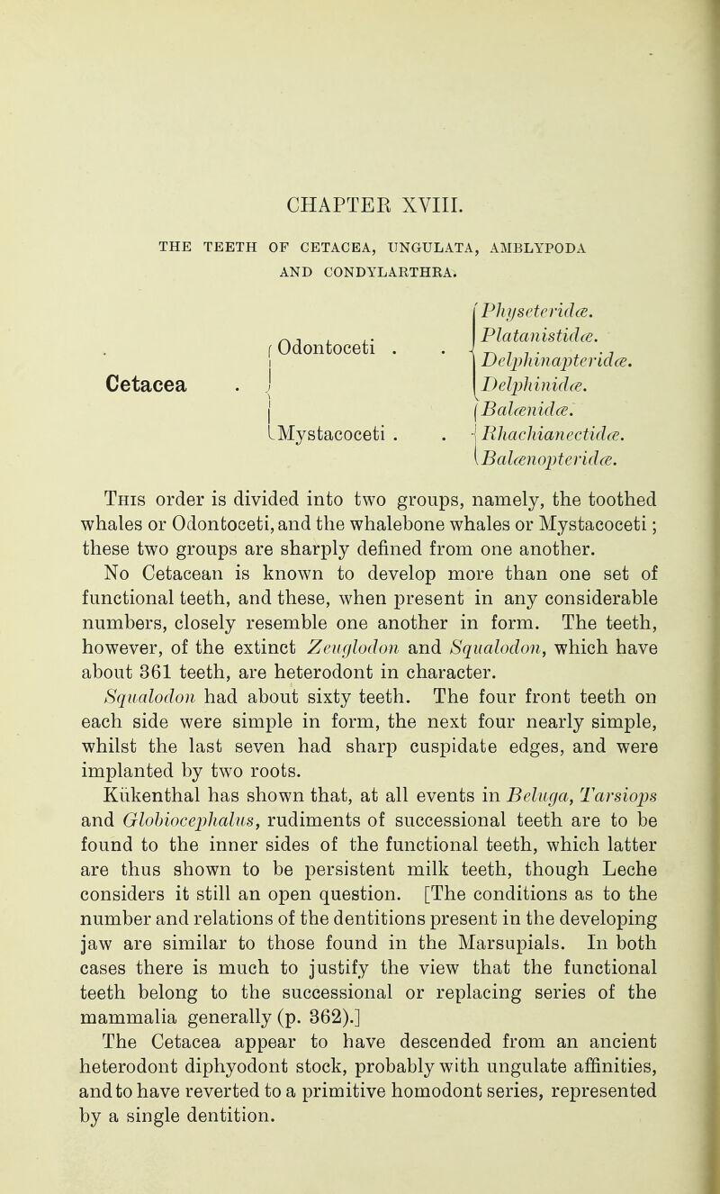 CHAPTER XVIII. THE TEETH OF CETACEA, UNGULATA, AMBLYPODA AND CONDYLARTHRA. Cetacea IMystacoceti . f Odontoceti . ' Physeteridce. Platanistidce. Delphinapteridce. Delphinidce. f Balcenidce. \ Rhachianectidce. \Balcenopteridce. This order is divided into two groups, namely, the toothed whales or Odontoceti, and the whalebone whales or Mystacoceti; these two groups are sharply denned from one another. No Cetacean is known to develop more than one set of functional teeth, and these, when present in any considerable numbers, closely resemble one another in form. The teeth, however, of the extinct Zeuglodon and Squalodon, which have about 361 teeth, are heterodont in character. Squalodon had about sixty teeth. The four front teeth on each side were simple in form, the next four nearly simple, whilst the last seven had sharp cuspidate edges, and were implanted by two roots. Kukenthal has shown that, at all events in Beluga, Tarsiops and Globiocephalus, rudiments of successional teeth are to be found to the inner sides of the functional teeth, which latter are thus shown to be persistent milk teeth, though Leche considers it still an open question. [The conditions as to the number and relations of the dentitions present in the developing jaw are similar to those found in the Marsupials. In both cases there is much to justify the view that the functional teeth belong to the successional or replacing series of the mammalia generally (p. 362).] The Cetacea appear to have descended from an ancient heterodont diphyodont stock, probably with ungulate affinities, and to have reverted to a primitive homodont series, represented by a single dentition.