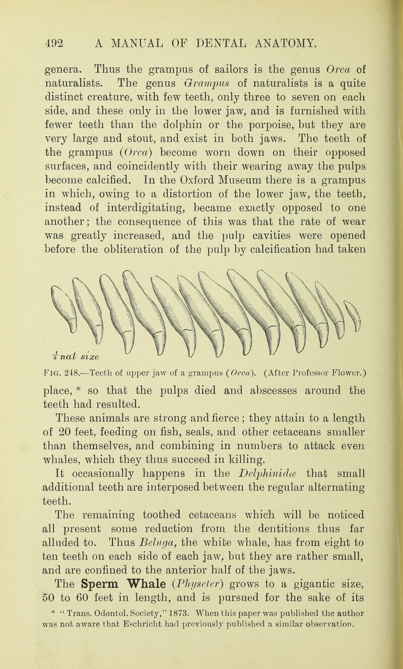 genera. Thus the grampus of sailors is the genus Orca of naturalists. The genus Grampus of naturalists is a quite distinct creature, with few teeth, only three to seven on each side, and these only in the lower jaw, and is furnished with fewer teeth than the dolphin or the porpoise, but they are very large and stout, and exist in both jaws. The teeth of the grampus (Orca) become worn down on their opposed surfaces, and coincidently with their wearing away the pulps become calcined. In the Oxford Museum there is a grampus in which, owing to a distortion of the lower jaw, the teeth, instead of interdigitating, became exactly opposed to one another; the consequence of this was that the rate of wear was greatly increased, and the pulp cavities were opened before the obliteration of the pulp by calcification had taken Fig. 248.—Teeth of upper jaw of a grampus {Orca). (After Professor Flower.) place, * so that the pulps died and abscesses around the teeth had resulted. These animals are strong and fierce; they attain to a length of 20 feet, feeding on fish, seals, and other cetaceans smaller than themselves, and combining in numbers to attack even whales, which they thus succeed in killing. It occasionally happens in the Delphinidce that small additional teeth are interposed between the regular alternating teeth. The remaining toothed cetaceans which will be noticed all present some reduction from the dentitions thus far alluded to. Thus Beluga, the white whale, has from eight to ten teeth on each side of each jaw, but they are rather small, and are confined to the anterior half of the jaws. The Sperm Whale (Physeter) grows to a gigantic size, 50 to 60 feet in length, and is pursued for the sake of its *  Trans. Odontol. Society, 1873. When this paper was published the author was not aware that Eschricht had previously published a similar observation.
