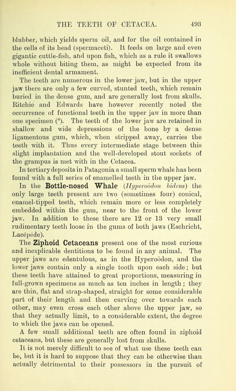 blubber, which yields sperm oil, and for the oil contained in the cells of its head (spermaceti). It feeds on large and even gigantic cuttle-fish, and upon fish, which as a rule it swallows whole without biting them, as might be expected from its inefficient dental armament. The teeth are numerous in the lower jaw, but in the upper jaw there are only a few curved, stunted teeth, which remain buried in the dense gum, and are generally lost from skulls. Kitchie and Edwards have however recently noted the occurrence of functional teeth in the upper jaw in more than one specimen (8). The teeth of the lower jaw are retained in shallow and wide depressions of the bone by a dense ligamentous gum, which, when stripped away, carries the teeth with it. Thus every intermediate stage between this slight implantation and the well-developed stout sockets of the grampus is met with in the Cetacea. In tertiary deposits in Patagonia a small sperm whale has been found with a full series of enamelled teeth in the upper jaw. In the Bottle-nosed Whale {Hyperoddon bidens) the only large teeth present are two (sometimes four) conical, enamel-tipped teeth, which remain more or less completely embedded within the gum, near to the front of the lower jaw. In addition to these there are 12 or 13 very small rudimentary teeth loose in the gums of both jaws (Eschricht, Lacepede). The Ziphoid Cetaceans present one of the most curious and inexplicable dentitions to be found in any animal. The upper jaws are edentulous, as in the Hyperoddon, and the lower jaws contain only a single tooth upon each side; but these teeth have attained to great proportions, measuring in full-grown specimens as much as ten inches in length; they are thin, flat and strap-shaped, straight for some considerable part of their length and then curving over towards each other, may even cross each other above the upper jaw, so that they actually limit, to a considerable extent, the degree to which the jaws can be opened. A few small additional teeth are often found in ziphoid cetaceans, but these are generally lost from skulls. It is not merely difficult to see of what use these teeth can be, but it is hard to suppose that they can be otherwise than actually detrimental to their possessors in the pursuit of