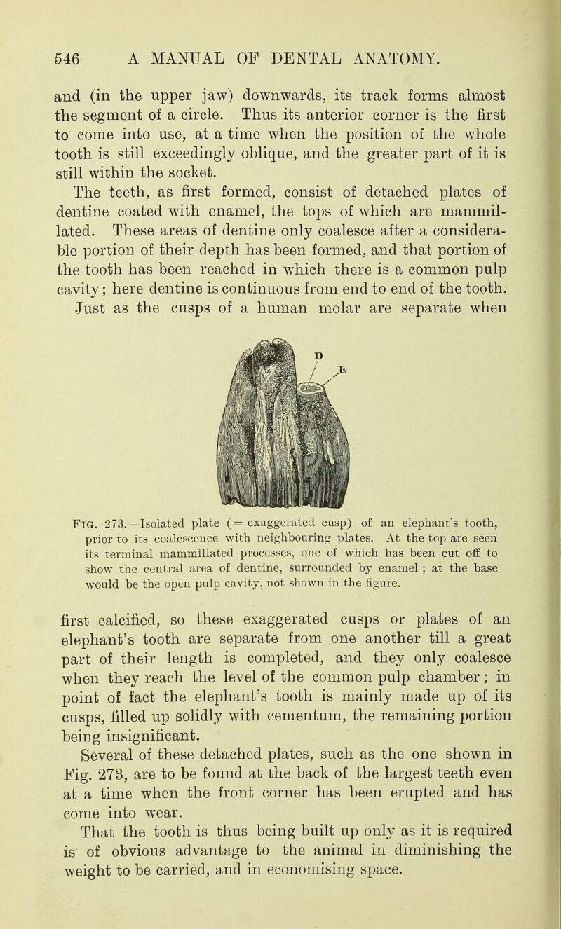 and (in the upper jaw) downwards, its track forms almost the segment of a circle. Thus its anterior corner is the first to come into use, at a time when the position of the whole tooth is still exceedingly oblique, and the greater part of it is still within the socket. The teeth, as first formed, consist of detached plates of dentine coated with enamel, the tops of which are mammil- lated. These areas of dentine only coalesce after a considera- ble portion of their depth has been formed, and that portion of the tooth has been reached in which there is a common pulp cavity; here dentine is continuous from end to end of the tooth. Just as the cusps of a human molar are separate when FlG. 273.—Isolated plate (= exaggerated cusp) of an elephant's tooth, prior to its coalescence with neighbouring plates. At the top are seen its terminal mammillated processes, one of which has been cut off to show the central area of dentine, surrounded by enamel ; at the base would be the open pulp cavity, not shown in the figure. first calcified, so these exaggerated cusps or plates of an elephant's tooth are separate from one another till a great part of their length is completed, and they only coalesce when they reach the level of the common pulp chamber; in point of fact the elephant's tooth is mainly made up of its cusps, filled up solidly with cementum, the remaining portion being insignificant. Several of these detached plates, such as the one shown in Fig. 273, are to be found at the back of the largest teeth even at a time when the front corner has been erupted and has come into wear. That the tooth is thus being built up only as it is required is of obvious advantage to the animal in diminishing the weight to be carried, and in economising space.