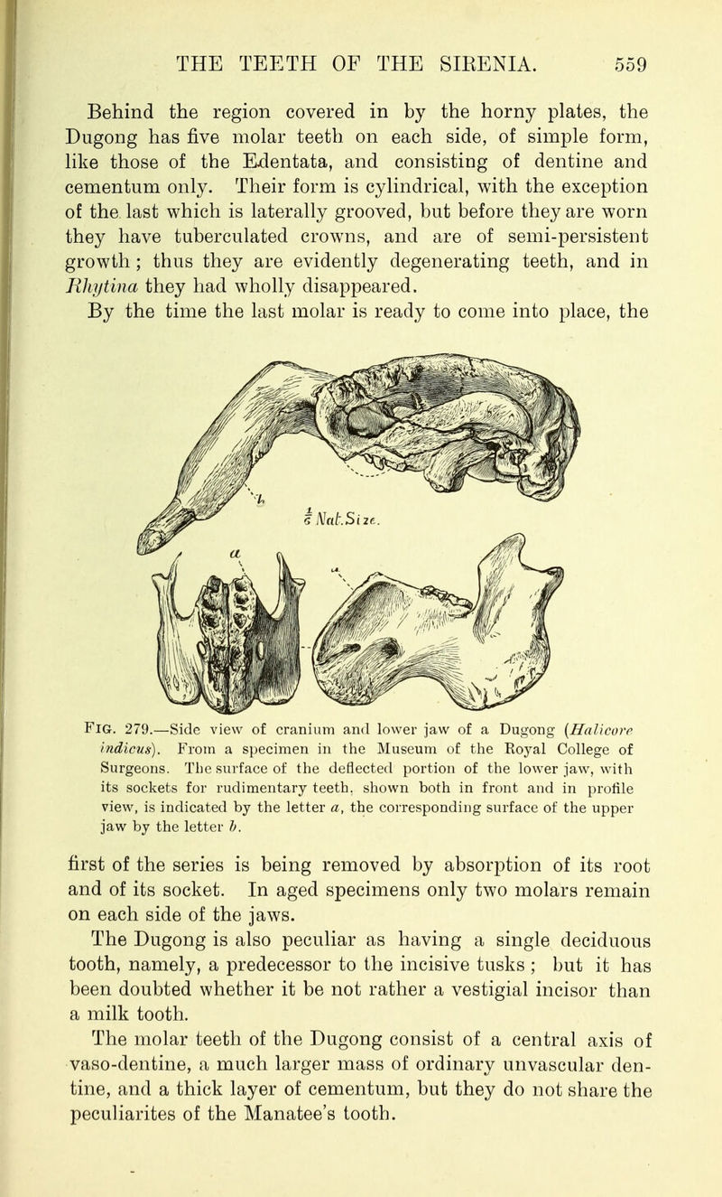 Behind the region covered in by the horny plates, the Dugong has five molar teeth on each side, of simple form, like those of the Edentata, and consisting of dentine and cementum only. Their form is cylindrical, with the exception of the last which is laterally grooved, but before they are worn they have tuberculated crowns, and are of semi-persistent growth ; thus they are evidently degenerating teeth, and in Rhytina they had wholly disappeared. By the time the last molar is ready to come into place, the Fig. 279.—Side view of cranium and lower jaw of a Dugong (Hal)core indicus). From a specimen in the Museum of the Royal College of Surgeons. The surface of the deflected portion of the lower jaw, with its sockets for rudimentary teeth, shown both in front and in profile view, is indicated by the letter a, the corresponding surface of the upper jaw by the letter b. first of the series is being removed by absorption of its root and of its socket. In aged specimens only two molars remain on each side of the jaws. The Dugong is also peculiar as having a single deciduous tooth, namely, a predecessor to the incisive tusks ; but it has been doubted whether it be not rather a vestigial incisor than a milk tooth. The molar teeth of the Dugong consist of a central axis of vaso-dentine, a much larger mass of ordinary unvascular den- tine, and a thick layer of cementum, but they do not share the peculiarites of the Manatee's tooth.