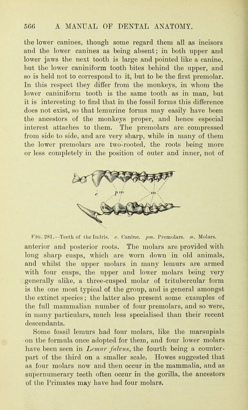 the lower canines, though some regard them all as incisors and the lower canines as being absent; in both upper and lower jaws the next tooth is large and pointed like a canine, but the lower caniniform tooth bites behind the upper, and so is held not to correspond to it, but to be the first premolar. In this respect they differ from the monkeys, in whom the lower caniniform tooth is the same tooth as in man, but it is interesting to find that in the fossil forms this difference does not exist, so that lemurine forms may easily have been the ancestors of the monkeys proper, and hence especial interest attaches to them. The premolars are compressed from side to side, and are very sharp, while in many of them the lower premolars are two-rooted, the roots being more or less completely in the position of outer and inner, not of Fig, 281.—Teeth of thelndris. c. Canine, pm. Premolars, m. Molars. anterior and posterior roots. The molars are provided with long sharp cusps, which are worn down in old animals, and whilst the upper molars in many lemurs are armed with four cusps, the upper and lower molars being very generally alike, a three-cusped molar of tritubercular form is the one most typical of the group, and is general amongst the extinct species; the latter also present some examples of the full mammalian number of four premolars, and so were, in many particulars, much less specialised than their recent descendants. Some fossil lemurs had four molars, like the marsupials on the formula once adopted for them, and four lower molars have been seen in Lemur fulvus, the fourth being a counter- part of the third on a smaller scale. Howes suggested that as four molars now and then occur in the mammalia, and as supernumerary teeth often occur in the gorilla, the ancestors of the Primates may have had four molars.