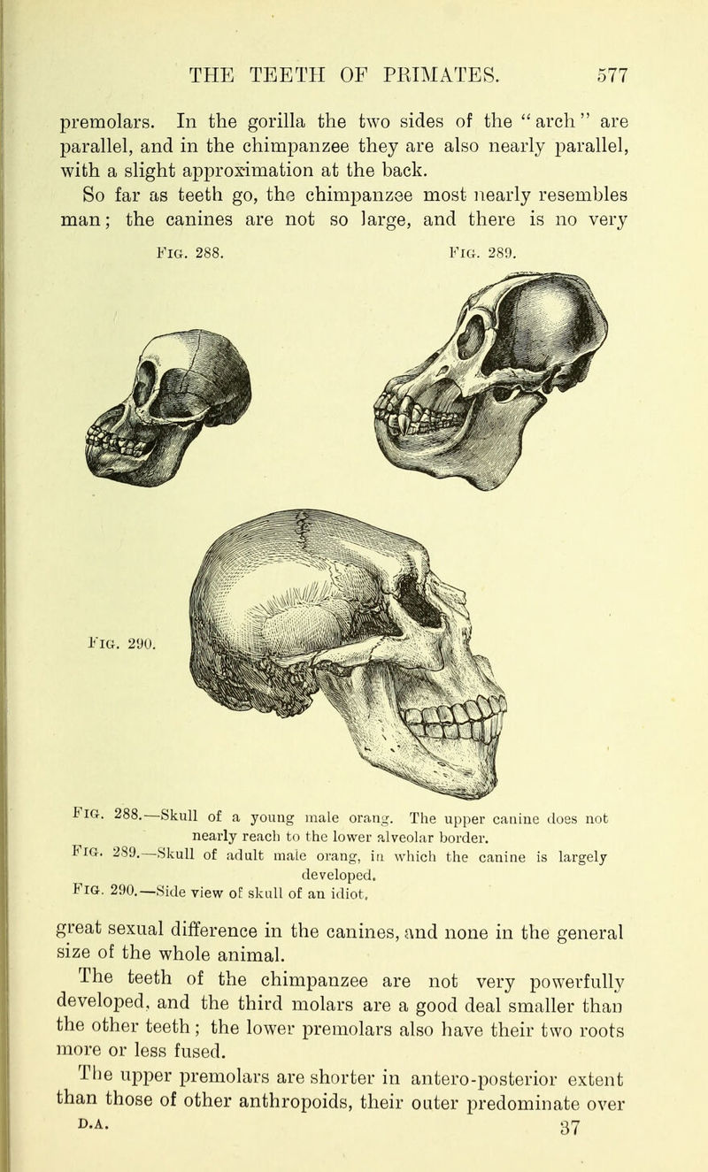 premolars. In the gorilla the two sides of the  arch  are parallel, and in the chimpanzee they are also nearly parallel, with a slight approximation at the back. So far as teeth go, the chimpanzee most nearly resembles man; the canines are not so large, and there is no very Fig. 288. Fig. 289. hiG. 288.—Skull of a young male orang. The upper canine does not nearly reach to the lower alveolar border. Fig. 289.—Skull of adult male orang, in which the canine is largely developed. Fig. 290.—Side view of skull of an idiot. great sexual difference in the canines, and none in the general size of the whole animal. The teeth of the chimpanzee are not very powerfully developed, and the third molars are a good deal smaller than the other teeth; the lower premolars also have their two roots more or less fused. The upper premolars are shorter in antero-posterior extent than those of other anthropoids, their outer predominate over d.a. 37