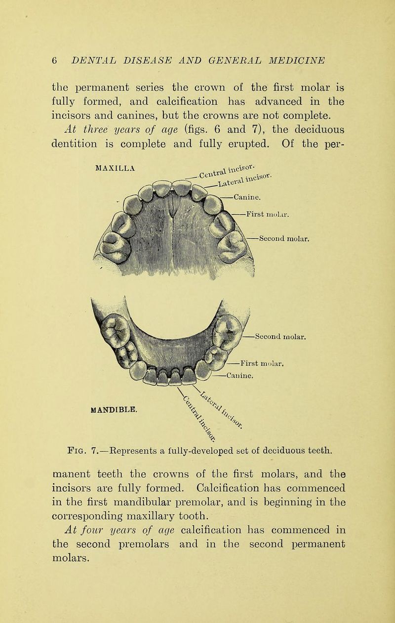 the permanent series the crown of the first molar is fully formed, and calcification has advanced in the incisors and canines, but the crowns are not complete. At three years of age (figs. 6 and 7), the deciduous dentition is complete and fully erupted. Of the per- M AXILLA Canine. First molar. . Second molar. Second molar. First molar. Canine. MANDIBLE Fig. 7.—Eepresents a fully-developed set of deciduous teeth. manent teeth the crowns of the first molars, and the incisors are fully formed. Calcification has commenced in the first mandibular premolar, and is beginning in the corresponding maxillary tooth. At four years of age calcification has commenced in the second premolars and in the second permanent molars.
