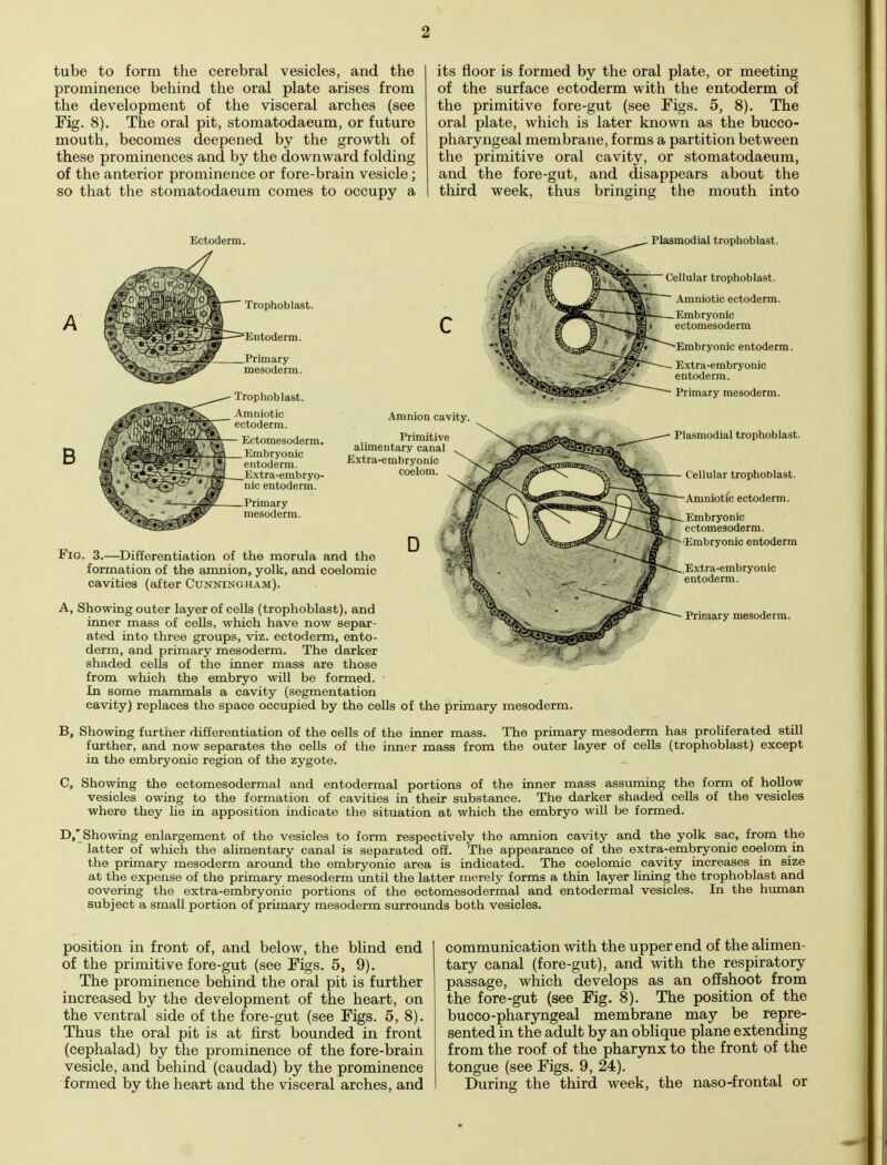 tube to form the cerebral vesicles, and the prominence behind the oral plate arises from the development of the visceral arches (see Fig. 8). The oral pit, stomatodaeum, or future mouth, becomes deepened by the growth of these prominences and by the downward folding of the anterior prominence or fore-brain vesicle; so that the stomatodaeum comes to occupy a its floor is formed by the oral plate, or meeting of the surface ectoderm with the entoderm of the primitive fore-gut (see Figs. 5, 8). The oral plate, which is later known as the bucco- pharyngeal membrane, forms a partition between the primitive oral cavity, or stomatodaeum, and the fore-gut, and disappears about the third week, thus bringing the mouth into Ectoderm. A Trophoblast. Entoderm. B Ectomesoderm. Embryonic entoderm. Extra-embryo- nic entoderm. Primary mesoderm. Amnion cavity. Primitive alimentary canal Extra-embryonic coelom. Fig. 3.—Differentiation of the morula and the formation of the amnion, yolk, and coelomic cavities (after Cunningham). D Plasmodial trophoblast. Cellular trophoblast. Amniotic ectoderm. Embryonic ectomesoderm Embryonic entoderm. Extra-embryonic entoderm. Primary mesoderm. Plasmodial trophoblast. Cellular trophoblast. Amniotic ectoderm. Embryonic ectomesoderm. Embryonic entoderm Extra-embryonic entoderm. Primary mesoderm. A, Showing outer layer of cells (trophoblast), and inner mass of cells, which have now separ- ated into three groups, viz. ectoderm, ento- derm, and primary mesoderm. The darker shaded cells of the inner mass are those from which the embryo will be formed. ■ In some mammals a cavity (segmentation cavity) replaces the space occupied by the cells of the primary mesoderm. B, Showing further differentiation of the cells of the inner mass. The primary mesoderm has proliferated still further, and now separates the cells of the inner mass from the outer layer of cells (trophoblast) except in the embryonic region of the zygote. C, Showing the ectomesodermal and entodermal portions of the inner mass assuming the form of hollow vesicles owing to the formation of cavities in their substance. The darker shaded cells of the vesicles where they lie in apposition indicate the situation at which the embryo will be formed. D,  Showing enlargement of the vesicles to form respectively the amnion cavity and the yolk sac, from the latter of which the alimentary canal is separated off. The appearance of the extra-embryonic coelom in the primary mesoderm around the embryonic area is indicated. The coelomic cavity increases in size at the expense of the primary mesoderm until the latter merely forms a thin layer lining the trophoblast and covering the extra-embryonic portions of the ectomesodermal and entodermal vesicles. In the human subject a small portion of primary mesoderm surrounds both vesicles. position in front of, and below, the blind end of the primitive fore-gut (see Figs. 5, 9). The prominence behind the oral pit is further increased by the development of the heart, on the ventral side of the fore-gut (see Figs. 5, 8). Thus the oral pit is at first bounded in front (cephalad) by the prominence of the fore-brain vesicle, and behind (caudad) by the prominence formed by the heart and the visceral arches, and communication with the upper end of the alimen- tary canal (fore-gut), and with the respiratory passage, which develops as an offshoot from the fore-gut (see Fig. 8). The position of the bucco-pharyngeal membrane may be repre- sented in the adult by an oblique plane extending from the roof of the pharynx to the front of the tongue (see Figs. 9, 24). During the third week, the naso-frontal or