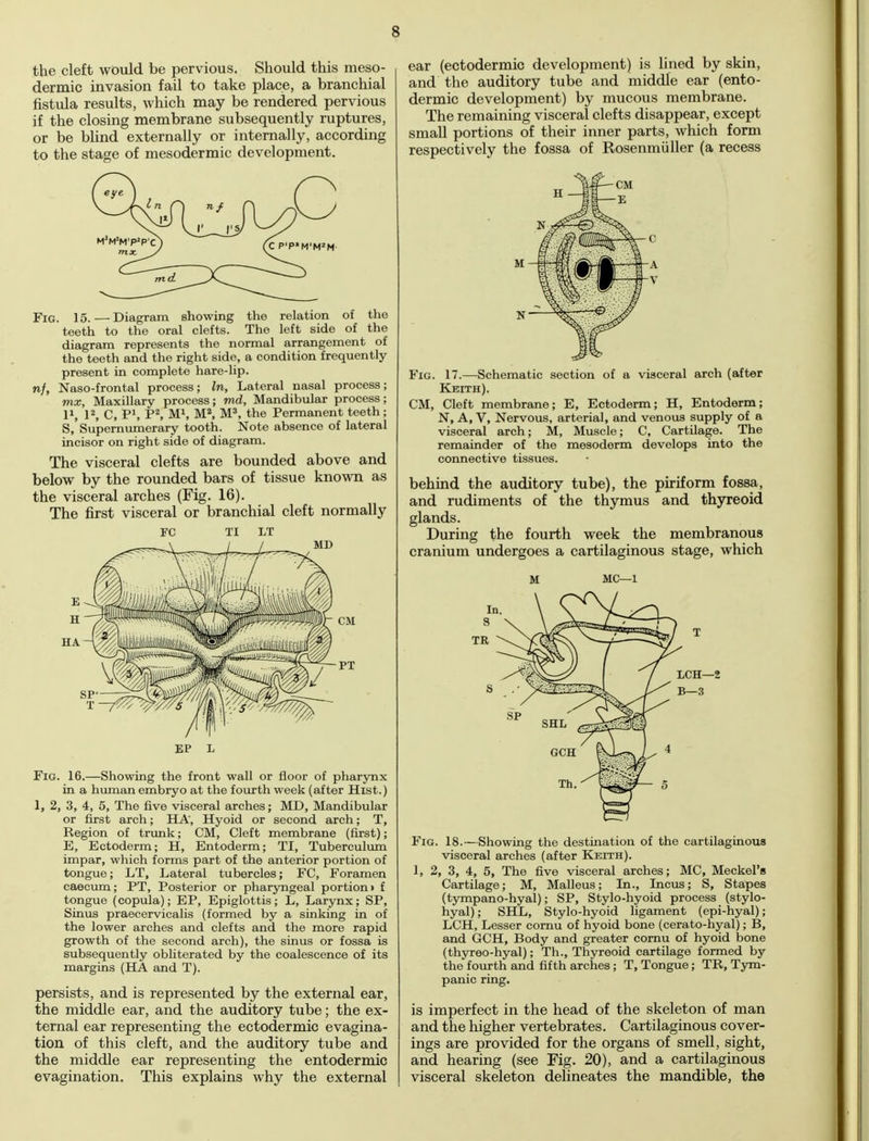 the cleft would be pervious. Should this meso- dermic invasion fail to take place, a branchial fistula results, which may be rendered pervious if the closing membrane subsequently ruptures, or be blind externally or internally, according to the stage of mesodermic development. Fig. 15.—Diagram showing the relation of the teeth to the oral clefts. The left side of the diagram represents the normal arrangement of the teeth and the right side, a condition frequently present in complete hare-lip. nf, Naso-frontal process; In, Lateral nasal process; mx, Maxillary process; md, Mandibular process; I* l2, C, P1, P2, M1, M2, M3, the Permanent teeth; S, Supernumerary tooth. Note absence of lateral incisor on right side of diagram. The visceral clefts are bounded above and below by the rounded bars of tissue known as the visceral arches (Fig. 16). The first visceral or branchial cleft normally EP l Fig. 16.—Showing the front wall or floor of pharynx in a human embryo at the fourth week (after Hist.) 1, 2, 3, 4, 5, The five visceral arches; MD, Mandibular or first arch; HA', Hyoid or second arch; T, Region of trunk; CM, Cleft membrane (first); E, Ectoderm; H, Entoderm; TI, Tuberculum impar, which forms part of the anterior portion of tongue; LT, Lateral tubercles; FC, Foramen caecum; PT, Posterior or pharyngeal portion» f tongue (copula); EP, Epiglottis; L, Larynx; SP, Sinus praecervicalis (formed by a sinking in of the lower arches and clefts and the more rapid growth of the second arch), the sinus or fossa is subsequently obliterated by the coalescence of its margins (HA and T). persists, and is represented by the external ear, the middle ear, and the auditory tube; the ex- ternal ear representing the ectodermic evagina- tion of this cleft, and the auditory tube and the middle ear representing the entodermic evagination. This explains why the external ear (ectodermic development) is fined by skin, and the auditory tube and middle ear (ento- dermic development) by mucous membrane. The remaining visceral clefts disappear, except small portions of their inner parts, which form respectively the fossa of Rosenmiiller (a recess Fig. 17.—Schematic section of a visceral arch (after Keith). CM, Cleft membrane; E, Ectoderm; H, Entoderm; N, A, V, Nervous, arterial, and venous supply of a visceral arch; M, Muscle; C, Cartilage. The remainder of the mesoderm develops into the connective tissues. behind the auditory tube), the piriform fossa, and rudiments of the thymus and thyreoid glands. During the fourth week the membranous cranium undergoes a cartilaginous stage, which M MC—1 Fig. 18.—Showing the destination of the cartilaginous visceral arches (after Keith). 1, 2, 3, 4, 5, The five visceral arches; MC, Meckel's Cartilage; M, Malleus; In., Incus; S, Stapes (tympano-hyal); SP, Stylo-hyoid process (stylo- hyal); SHL, Stylo-hyoid ligament (epi-hyal); LCH, Lesser cornu of hyoid bone (cerato-hyal); B, and GCH, Body and greater cornu of hyoid bone (thyreo-hyal); Th., Thyreoid cartilage formed by the fourth and fifth arches ; T, Tongue; TR, Tym- panic ring. is imperfect in the head of the skeleton of man and the higher vertebrates. Cartilaginous cover- ings are provided for the organs of smell, sight, and hearing (see Fig. 20), and a cartilaginous visceral skeleton delineates the mandible, the