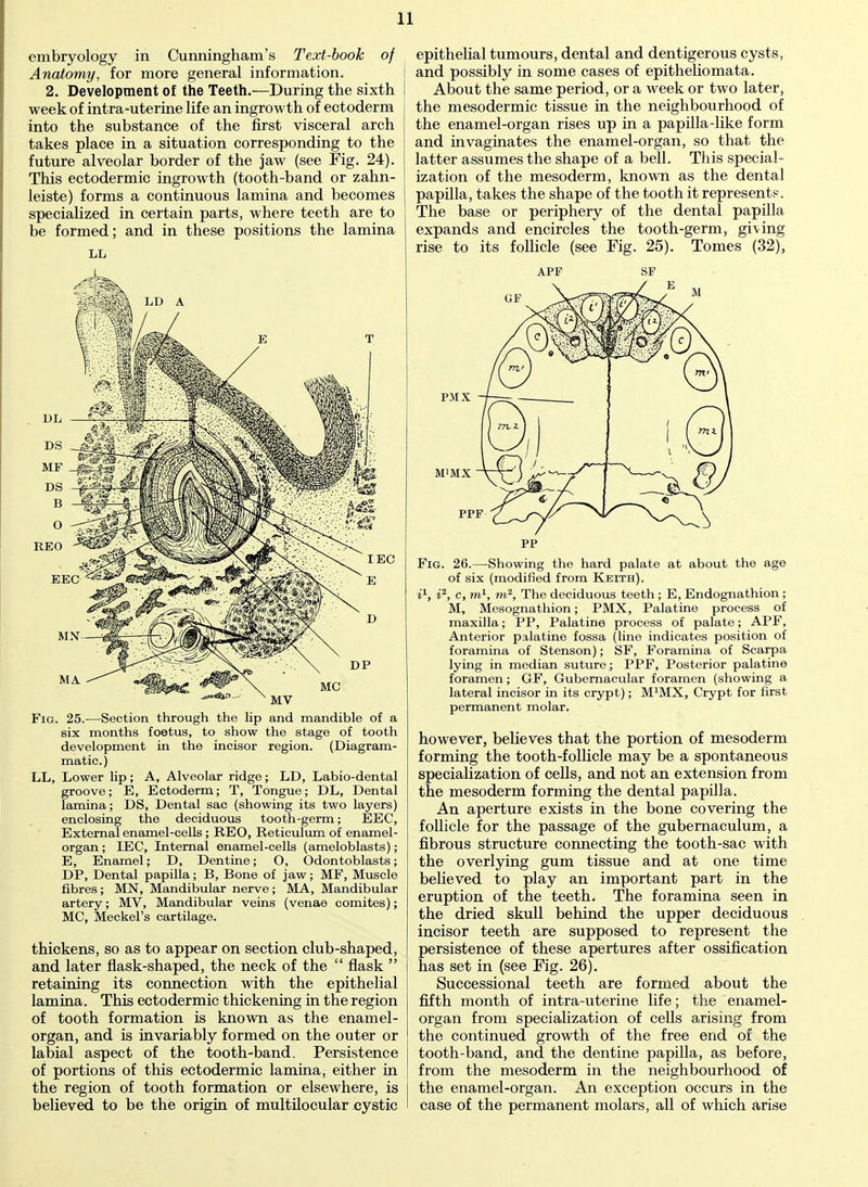 embryology in Cunningham's Text-book of Anatomy, for more general information. 2. Development of the Teeth.—During the sixth week of intra-uterine life an ingrowth of ectoderm into the substance of the first visceral arch takes place in a situation corresponding to the future alveolar border of the jaw (see Fig. 24). This ectodermic ingrowth (tooth-band or zahn- leiste) forms a continuous lamina and becomes specialized in certain parts, where teeth are to be formed; and in these positions the lamina LL Fig. 25.—Section through the lip and mandible of a six months foetus, to show the stage of tooth development in the incisor region. (Diagram- matic. ) LL, Lower lip; A, Alveolar ridge; LD, Labio-dental groove; E, Ectoderm; T, Tongue; DL, Dental lamina; DS, Dental sac (showing its two layers) enclosing the deciduous tooth-germ; EEC, External enamel-cells ; REO, Reticulum of enamel- organ ; IEC, Internal enamel-cells (ameloblasts); E, Enamel; D, Dentine; O, Odontoblasts; DP, Dental papilla; B, Bone of jaw; MF, Muscle fibres; MN, Mandibular nerve; MA, Mandibular artery; MV, Mandibular veins (venae comites); MC, Meckel's cartilage. thickens, so as to appear on section club-shaped, and later flask-shaped, the neck of the  flask  retaining its connection with the epithelial lamina. This ectodermic thickening in the region of tooth formation is known as the enamel- organ, and is invariably formed on the outer or labial aspect of the tooth-band. Persistence of portions of this ectodermic lamina, either in the region of tooth formation or elsewhere, is believed to be the origin of multilocular cystic epithelial tumours, dental and dentigerous cysts, and possibly in some cases of epitheliomata. About the same period, or a week or two later, the mesodermic tissue in the neighbourhood of the enamel-organ rises up in a papilla-like form and invaginates the enamel-organ, so that the latter assumes the shape of a bell. This special- ization of the mesoderm, known as the dental papilla, takes the shape of the tooth it represents. The base or periphery of the dental papilla expands and encircles the tooth-germ, giving rise to its follicle (see Fig. 25). Tomes (32), APF SF PP Fig. 26.—Showing the hard palate at about the age of six (modified from Keith). i1, i2, c, to1, to2, The deciduous teeth ; E, Endognathion ; M, Mesognathion; PMX, Palatine process of maxilla; PP, Palatine process of palate; APF, Anterior palatine fossa (line indicates position of foramina of Stenson); SF, Foramina of Scarpa lying in median suture; PPF, Posterior palatine foramen; GF, Gubernacular foramen (showing a lateral incisor in its crypt); MXMX, Crypt for first permanent molar. however, believes that the portion of mesoderm forming the tooth-follicle may be a spontaneous specialization of cells, and not an extension from the mesoderm forming the dental papilla. An aperture exists in the bone covering the follicle for the passage of the gubernaculum, a fibrous structure connecting the tooth-sac with the overlying gum tissue and at one time believed to play an important part in the eruption of the teeth. The foramina seen in the dried skull behind the upper deciduous incisor teeth are supposed to represent the persistence of these apertures after ossification has set in (see Fig. 26). Successional teeth are formed about the fifth month of intra-uterine life; the enamel- organ from specialization of cells arising from the continued growth of the free end of the tooth-band, and the dentine papilla, as before, from the mesoderm in the neighbourhood of the enamel-organ. An exception occurs in the case of the permanent molars, all of which arise