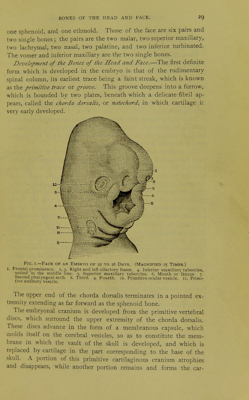 one sphenoid, and one ethmoid. Those of the face are six pairs and two single bones; the pairs are the two malar, two superior maxillary, two lachrymal, two nasal, two palatine, and two inferior turbinated. The vomer and inferior maxillary are the two single bones. Development of the Bones of the Head and Face.—The first definite form which is developed in the embryo is that of the rudimentary spinal column, its earliest trace being a faint streak, which is known as the primitive trace or groove. This groove deepens into a furrow, which is bounded by two plates, beneath which a delicate fibril ap- pears, called the chorda dorsalis, or notochord, in which cartilage ic very early developed. Fig. I.—Face of an Embryo of 25 to 28 Days. (Magnified 15 Times.) I. Frontal prominence. 2, 3. Right and left olfactory fossae. 4. Inferior maxillary tubercles, united in the middle line. 5. Superior maxillary tubercles. 6. Mouth or fauces. 7. Second pharyngeal arch. 8. Third. 9. Fourth. 10. Primitive ocular vesicle. 11. Primi- tive auditory vesicle. The upper end of the chorda dorsalis terminates in a pointed ex- tremity extending as far forward as the sphenoid bone. The embryonal cranium is developed from the primitive vertebral discs, which surround the upper extremity of the chorda dorsalis. These discs advance in the form of a membranous capsule, which molds itself on the cerebral vesicles, so as to constitute the mem- brane in which the vault of the skull is developed, and which is replaced by cartilage in the part corresponding to the base of the skull. A portion of this primitive cartilaginous cranium atrophies and disappears, while another portion remains and forms the car-