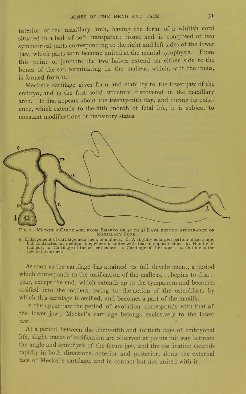 interior of the maxillary arch, having the form of a whitish cord situated in a bed of soft transparent tissue, and 'is composed of two symmetrical parts corresponding to the right and left sides of the lower jaw, which parts soon become united at the mental symphysis. From this point or juncture the two halves extend on either side to the bones of the ear, terminating in the malleus, which, with the incus, is formed from it. Meckel's cartilage gives form and stability to the lower jaw of the embryo, and is the first solid structure discovered in the maxillary arch. It first appears about the twenty-fifth day, and during its exist- ence, which extends to the fifth month of fetal life, it is subject to constant modifications or transitory states. Fig. 2.—Meckel's Cartilage, from Embryo of 40 to 4.2 Days, before Appearance of Maxillary Bone. a. Enlargement of cartilage near neck of malleus, d. A slightly enlarged portion of cartilage, but contracted at median line, where it unites with that of opposite side. n. Handle of malleus, o. Cartilage of the os lenticulare. /. Cartilage of the stapes, j. Outline of the jaw to be formed. As soon as the cartilage has attained its full development, a period which corresponds to the ossification of the malleus, it begins to disap- pear, except the end, which extends up to the tympanum and becomes ossified into the malleus, owing to the action of the osteoblasts by which this cartilage is ossified, and becomes a part of the maxilla. In the upper jaw the period of evolution corresponds with that of the lower jaw j Meckel's cartilage belongs exclusively to the lower' jaw. At a period between the thirty-fifth and fortieth days of embryonal life, slight traces of ossification are observed at points midway between the angle and symphysis of the future jaw, and the ossification extends rapidly in both directions, anterior and posterior, along the external face of Meckel's cartilage, and in contact but not united with it.