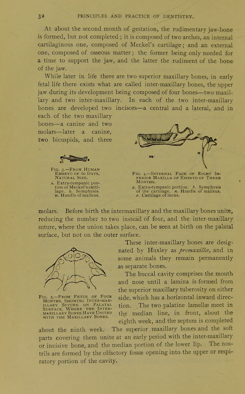 At about the second month of gestation, the rudimentary jaw-bone is formed, but not completed ; it is composed of two arches, an internal cartilaginous one, composed of Meckel's cartilage; and an external one, composed of osseous matter; the former being only needed for a time to support the jaw, and the latter the rudiment of the bone of the jaw. While later in life there are two superior maxillary bones, in early fetal life there exists what are called inter-maxillary bones, the upper jaw during its development being composed of four bones—two maxil- lary and two inter-maxillary. In each of the two inter-maxillary bones are developed two incisors—a central and a lateral, and in each of the two maxillary bones—a canine and two molars—later a canine, two bicuspids, and three Fig. 3.—From Human Embryo of 60 Days, Natural Size. A. Extra-tympanic por- tion of Meckel's carti- lage. B. Symphysis. N. Handle of malleus. Fig. 4.—Internal Face of Right In- ferior Maxilla of Embryo of Three Months. a. Extra-tympanic portion, b. Symphysis of the cartilage, n. Handle of*^malleus. e. Cartilage of incus. molars. Before birth the intermaxillary and the maxillary bones unite, reducing the number to two instead of four, and the inter-maxillary suture, where the union takes place, can be seen at birth on the palatal surface, but not on the outer surface. These inter-maxillary bones are desig- nated by Huxley as premaxillcs, and in some animals they remain permanently as separate bones. The buccal cavity comprises the mouth and nose until a lamina is formed from the superior maxillary tuberosity on either side, which has a horizontal inward direc- tion. The two palatine lamellae meet in the median line, in front, about the eighth week, and the septum is completed about the ninth week.- The superior maxillary bones and the soft parts covering them unite at an early period with the inter-maxillary or incisive bone, and the median portion of the lower lip. The nos- trils are formed by the olfactory fossae opening into the upper or respi- ratory portion of the cavity. Fig. 5.—From Fetus of Four Months, Showing Inter-max- illary Suture on Palatal Surface, Where the Inter- maxillary Bonks Have United with the Maxillary Bones.