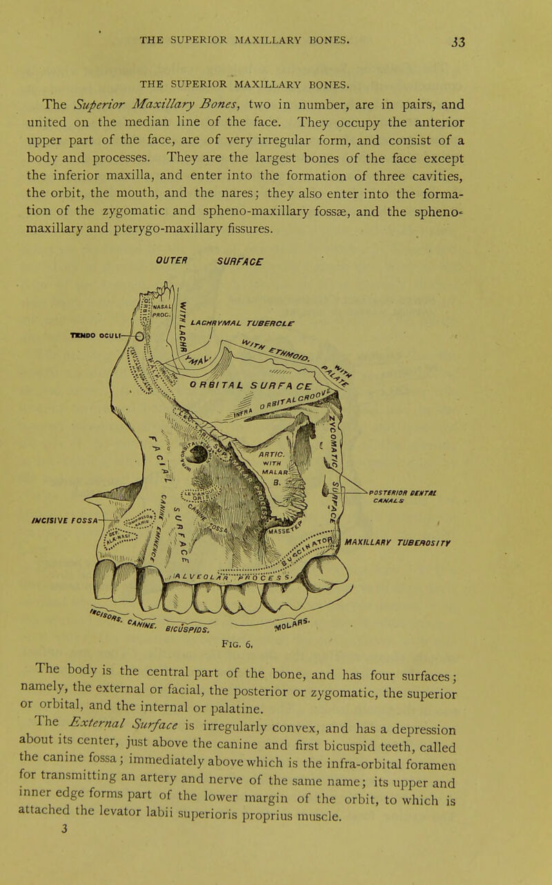 THE SUPERIOR MAXILLARY BONES. The Superior Maxillary Bones, two in number, are in pairs, and united on the median line of the face. They occupy the anterior upper part of the face, are of very irregular form, and consist of a body and processes. They are the largest bones of the face except the inferior maxilla, and enter into the formation of three cavities, the orbit, the mouth, and the nares; they also enter into the forma- tion of the zygomatic and spheno-maxillary fossae, and the spheno' maxillary and pterygo-maxillary fissures. OUTER SURFACE Tmoo oeuLi * LACHRYMAL TUBERCLe MCISIVC FOSSA POSTtRIOH BCMTAl CAAIAi.S MAXILLARy TUBEHOSITV BICUSPIDS. f*°^ Fig. 6. The body is the central part of the bone, and has four surfaces; namely, the external or facial, the posterior or zygomatic, the superior or orbital, and the internal or palatine. The External Surface is irregularly convex, and has a depression about Its center, just above the canine and first bicuspid teeth, called the canine fossa; immediately above which is the infra-orbital foramen for transmitting an artery and nerve of the same name; its upper and inner edge forms part of the lower margin of the orbit, to which is attached the levator labii superioris proprius muscle. 3