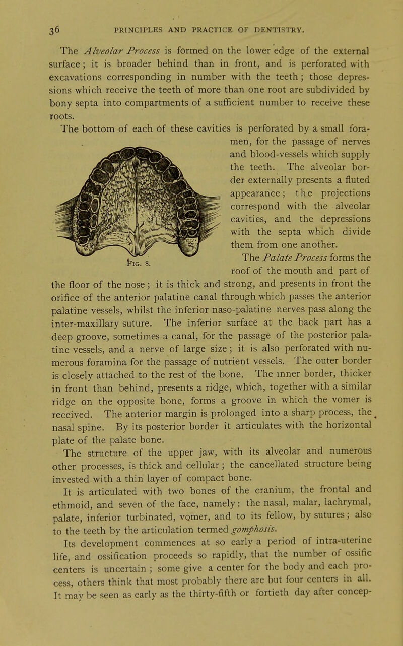 The Alveolar Process is formed on the lower edge of the external surface; it is broader behind than in front, and is perforated with excavations corresponding in number with the teeth; those depres- sions which receive the teeth of more than one root are subdivided by bony septa into compartments of a sufficient number to receive these roots. The bottom of each of these cavities is perforated by a small fora- men, for the passage of nerves and blood-vessels which supply the teeth. The alveolar bor- der externally presents a fluted appearance; the projections correspond with the alveolar cavities, and the depressions with the septa which divide them from one another. „ The Palate Process forms the Fig. 8. roof of the mouth and part of the floor of the nose; it is thick and strong, and presents in front the orifice of the anterior palatine canal through which passes the anterior palatine vessels, whilst the inferior naso-palatine nerves pass along the inter-maxillary suture. The inferior surface at the back part has a deep groove, sometimes a canal, for the passage of the posterior pala- tine vessels, and a nerve of large size; it is also perforated with nu- merous foramina for the passage of nutrient vessels. The outer border is closely attached to the rest of the bone. The inner border, thicker in front than behind, presents a ridge, which, together with a similar ridge on the opposite bone, forms a groove in which the vomer is received. The anterior margin is prolonged into a sharp process, the ^ nasal spine. By its posterior border it articulates with the horizontal plate of the palate bone. The structure of the upper jaw, with its alveolar and numerous other processes, is thick and cellular; the caincellated structure being invested with a thin layer of compact bone. It is articulated with two bones of the cranium, the frontal and ethmoid, and seven of the face, namely: the nasal, malar, lachrymal, palate, inferior turbinated, vqmer, and to its fellow, by sutures; also to the teeth by the articulation termed gomphosis. Its development commences at so early a period of intra-uterine life, and ossification proceeds so rapidly, that the number of ossific centers is uncertain ; some give a center for the body and each pro- cess, others think that most probably there are but four centers in all. It may be seen as early as the thirty-fifth or fortieth day after concep-