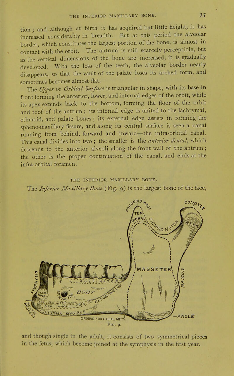 tion ; and although at birth it has acquired but little height, it has increased considerably in breadth. But at this period the alveolar border, which constitutes the largest portion of the bone, is almost in contact with the orbit. The antrum is still scarcely perceptible, but as the vertical dimensions of the bone are increased, it is gradually developed. With the loss of the teeth, the alveolar border nearly disappears, so that the vault of the palate loses its arched form, and sometimes becomes almost flat. The Upper or Orbital Surface is triangular in shape, with its base in front forming the anterior, lower, and internal edges of the orbit, while its apex extends back to the bottom, forming the floor of the orbit and roof of the antrum ; its internal edge is united to the lachrymal, ethmoid, and palate bones ; its external edge assists in forming the spheno-maxillary fissure, and along its central surface is seen a canal running from behind, forward and inward—the infra-orbital canal. This canal divides into two ; the smaller is the anterior dental, which descends to the anterior alveoli along the front wall of the antrum; the other is the proper continuation of the canal, and ends at the infra-orbital foramen. THE INFERIOR MAXILLARY BONE. The Inferior Maxillq,ry Bone (Fig. 9) is the largest bone of the face, Fig. 9. and though single in the adult, it consists of two symmetrical pieces in the fetus, which become joined at the symphysis in the first year.