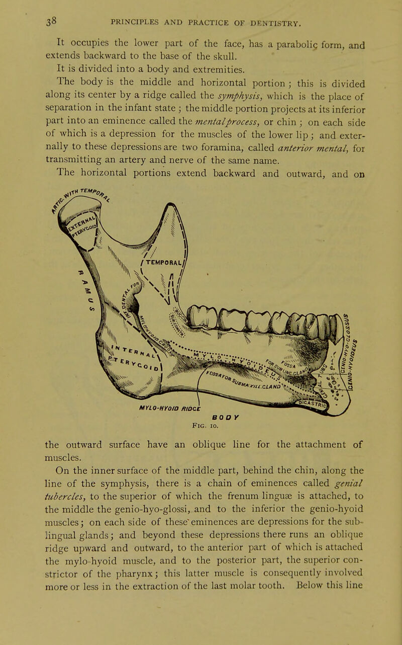 It occupies the lower part of the face, has a parabolig form, and extends backward to the base of the skull. It is divided into a body and extremities. The body is the middle and horizontal portion ; this is divided along its center by a ridge called the symphysis, which is the place of separation in the infant state ; the middle portion projects at its inferior part into an eminence called the jtmitalprocess, or chin ; on each side of which is a depression for the muscles of the lower lip; and exter- nally to these depressions are two foramina, called anterior mental, for transmitting an artery and nerve of the same name. The horizontal portions extend backward and outward, and on Fig. :o. the outward surface have an oblique line for the attachment of muscles. On the inner surface of the middle part, behind the chin, along the line of the symphysis, there is a chain of eminences called genial tubercles, to the superior of which the frenum linguae is attached, to the middle the genio-hyo-glossi, and to the inferior the genio-hyoid muscles; on each side of theseeminences are depressions for the sub- lingual glands; and beyond these depressions there runs an oblique ridge upward and outward, to the anterior part of which is attached the mylo-hyoid muscle, and to the posterior part, the superior con- strictor of the pharynx; this latter muscle is consequently involved more or less in the extraction of the last molar tooth. Below this line