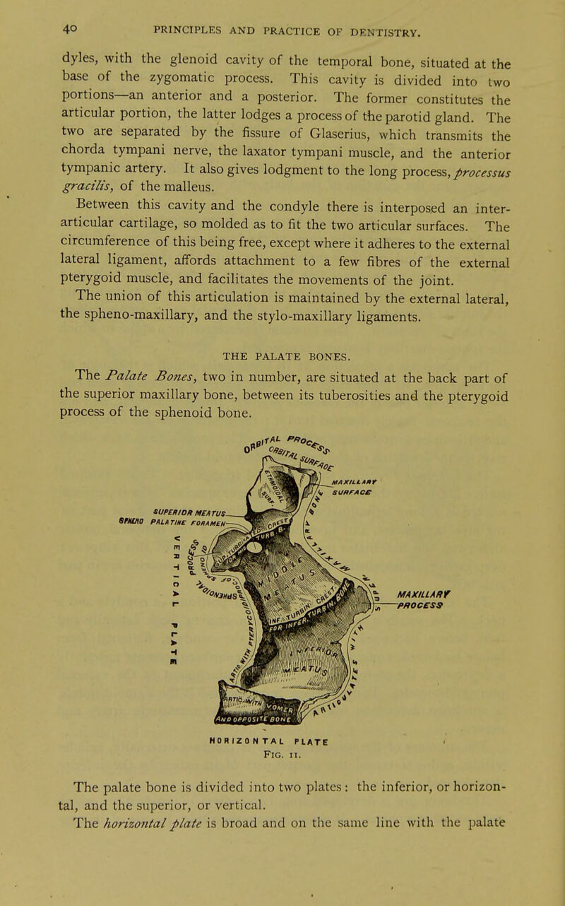 dyles, with the glenoid cavity of the temporal bone, situated at the base of the zygomatic process. This cavity is divided into two portions—an anterior and a posterior. The former constitutes the articular portion, the latter lodges a process of the parotid gland. The two are separated by the fissure of Glaserius, which transmits the chorda tympani nerve, the laxator tympani muscle, and the anterior tympanic artery. It also gives lodgment to the long ^xoce?,s, processus gracilis, of the malleus. Between this cavity and the condyle there is interposed an inter- articular cartilage, so molded as to fit the two articular surfaces. The circumference of this being free, except where it adheres to the external lateral ligament, affords attachment to a few fibres of the external pterygoid muscle, and facilitates the movements of the joint. The union of this articulation is maintained by the external lateral, the spheno-maxillary, and the stylo-maxillary ligaments. THE PALATE BONES. The Palate Bones, two in number, are situated at the back part of the superior maxillary bone, between its tuberosities and the pterygoid process of the sphenoid bone. MAXILLAftf -PROCESS HORIZONTAL PLATE Fig. h. The palate bone is divided into two plates : the inferior, or horizon- tal, and the superior, or vertical. The horizontal plate is broad and on the same line with the palate