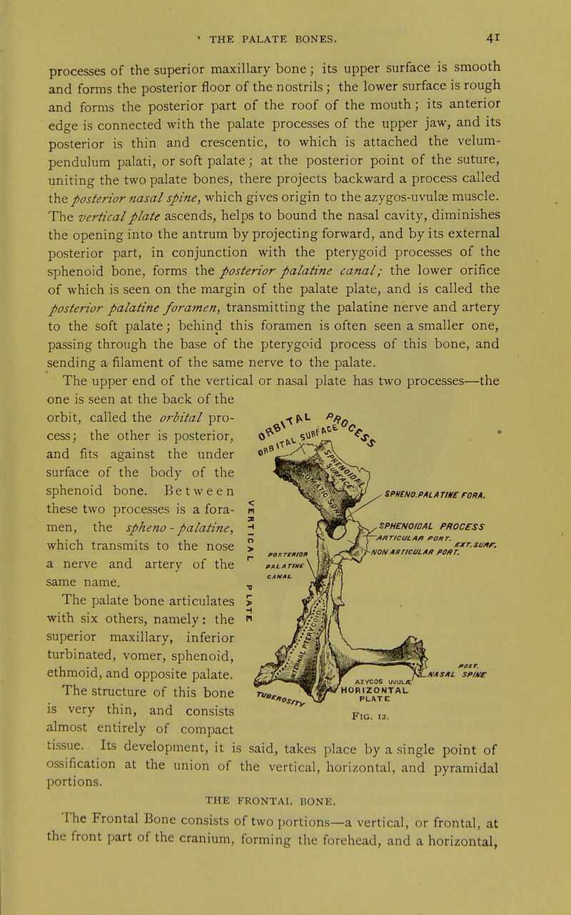 processes of the superior maxillary bone; its upper surface is smooth and forms the posterior floor of the nostrils; the lower surface is rough and forms the posterior part of the roof of the mouth; its anterior edge is connected with the palate processes of the upper jaw, and its posterior is thin and crescentic, to which is attached the velum- pendulum palati, or soft palate; at the posterior point of the suture, uniting the two palate bones, there projects backward a process called theposteriornasalspine, which gives origin to the azygos-uvulae muscle. The vertical plate ascends, helps to bound the nasal cavity, diminishes the opening into the antrum by projecting forward, and by its external posterior part, in conjunction with the pterygoid processes of the sphenoid bone, forms the posterior palatine canal; the lower orifice of which is seen on the margin of the palate plate, and is called the posterior palatine foramen, transmitting the palatine nerve and artery to the soft palate; behind this foramen is often seen a smaller one, passing through the base of the pterygoid process of this bone, and sending a filament of the same nerve to the palate. The upper end of the vertical or nasal plate has two processes—the one is seen at the back of the orbit, called the orbital pro- cess ; the other is posterior, and fits against the under surface of the body of the sphenoid bone. Between these two processes is a fora- men, the spheno - palatine, which transmits to the nose a nerve and artery of the same name. The palate bone articulates with six others, namely: the superior maxillary, inferior turbinated, vomer, sphenoid, ethmoid, and opposite palate. The structure of this bone is very thin, and consists almost entirely of compact tissue. Its development, it is said, takes place by a single point of ossification at the union of the vertical, horizontal, and pyramidal portions. THE FRONTAL BONE. The Frontal Bone consists of two portions—a vertical, or frontal, at the front part of the cranium, forming the forehead, and a horizontal,