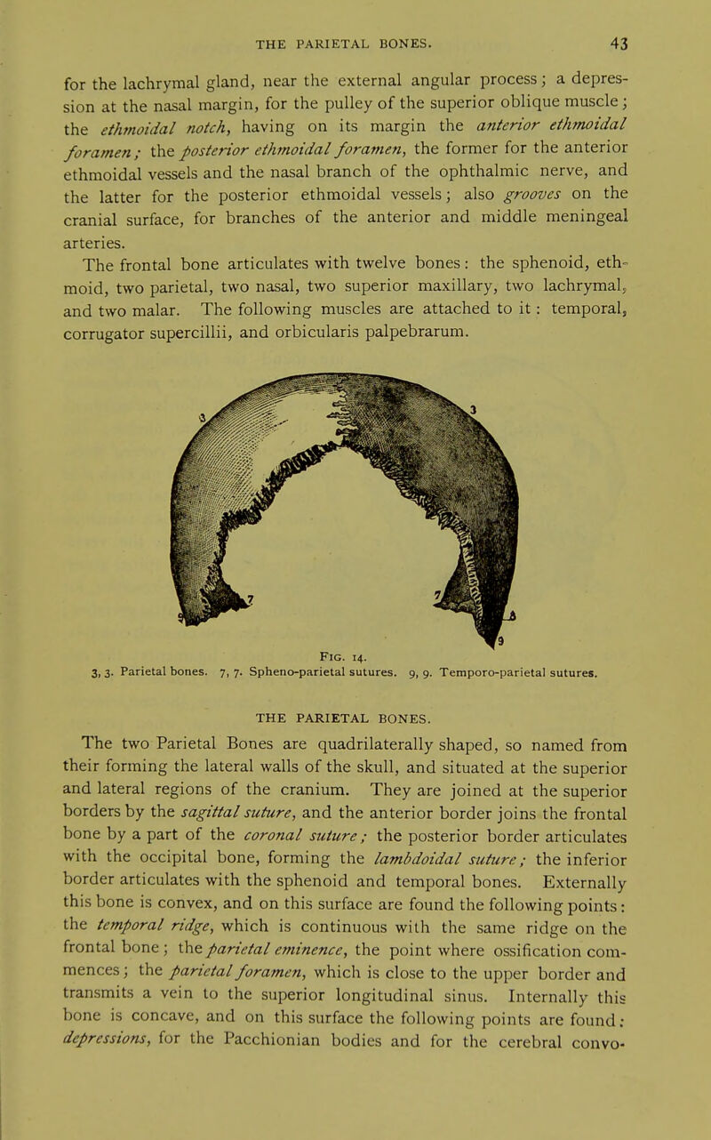 for the lachrymal gland, near the external angular process; a depres- sion at the nasal margin, for the pulley of the superior oblique muscle; the ethmoidal notch, having on its margin the anterior ethTnoidal foramen; the posterior ethmoidal foramen, the former for the anterior ethmoidal vessels and the nasal branch of the ophthalmic nerve, and the latter for the posterior ethmoidal vessels; also grooves on the cranial surface, for branches of the anterior and middle meningeal arteries. The frontal bone articulates with twelve bones: the sphenoid, eth- moid, two parietal, two nasal, two superior maxillary, two lachrymal^ and two malar. The following muscles are attached to it: temporal, corrugator supercillii, and orbicularis palpebrarum. Fig. 14. 3, 3. Parietal bones. 7, 7. Spheno-parietal sutures. 9, 9. Temporo-parietal sutures. THE PARIETAL BONES. The two Parietal Bones are quadrilaterally shaped, so named from their forming the lateral walls of the skull, and situated at the superior and lateral regions of the cranium. They are joined at the superior borders by the sagittal suture, and the anterior border joins the frontal bone by a part of the coronal suture; the posterior border articulates with the occipital bone, forming the lambdoidal suture; the inferior border articulates with the sphenoid and temporal bones. Externally this bone is convex, and on this surface are found the following points: the temporal ridge, which is continuous with the same ridge on the frontal bone ; the parietal eminence, the point where ossification com- mences ; the parietal foramen, which is close to the upper border and transmits a vein to the superior longitudinal sinus. Internally this bone is concave, and on this surface the following points are found ; depressions, for the Pacchionian bodies and for the cerebral convo-