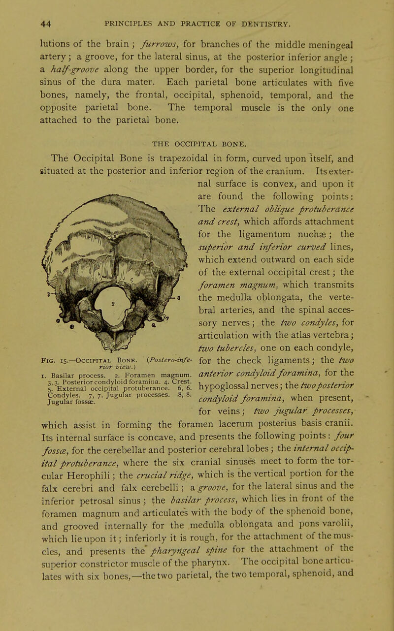 lutions of the brain ; furrows, for branches of the middle meningeal artery; a groove, for the lateral sinus, at the posterior inferior angle ; a half-groove along the upper border, for the superior longitudinal sinus of the dura mater. Each parietal bone articulates with five bones, namely, the frontal, occipital, sphenoid, temporal, and the opposite parietal bone. The temporal muscle is the only one attached to the parietal bone. THE OCCIPITAL BONE. The Occipital Bone is trapezoidal in form, curved upon itself, and situated at the posterior and inferior region of the cranium. Its exter- nal surface is convex, and upon it are found the following points: The external oblique protuberance and crest, which affords attachment for the ligamentum nuchse; the superior and inferior curved lines, which extend outward on each side of the external occipital crest; the foramen magnum, which transmits the medulla oblongata, the verte- bral arteries, and the spinal acces- sory nerves; the two condyles, for articulation with the atlas vertebra; two tubercles, one on each condyle. Fig. 15.—Occipital Bone. {Postero-infe- for the check ligaments; the tWO rior view.) • r u I. Basilar process. 2. Foramen magnum, anterior Condyloid foramtna, for the I ''^^tx\'^^^'yZ^^l.^.. T^. hypoglossal nerves; the two posterior ^^It^luos^^'-^^^ condyloid foramina, when present, for veins; two jugular processes, which assist in forming the foramen lacerum posterius basis cranii. Its internal surface is concave, and presents the following points: four fossce, for the cerebellar and posterior cerebral lobes; the internal occip- ital protuberance, where the six cranial sinuses meet to form the tor- cular Herophili; the crucial ridge, which is the vertical portion for the falx cerebri and falx cerebelli; 2. groove, for the lateral sinus and the inferior petrosal sinus ; the basilar process, which lies in front of the foramen magnum and articulates with the body of the sphenoid bone, and grooved internally for the medulla oblongata and pons varolii, which lie upon it; inferiorly it is rough, for the attachment of the mus- cles, and presents pharyngeal spine for the attachment of the superior constrictor muscle of the pharynx. The occipital bone articu- lates with six bones,—the two parietal, the two temporal, sphenoid, and