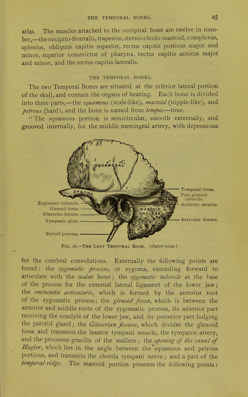 atlas. The muscles attached to the occipital bone are twelve in num- ber,—theoccipito-frontalis, trapezius, sternd-cleido-mastoid, complexus, splenius, obliquus capitis superior, rectus capitis posticus major and minor, superior constrictor of pharynx, rectus capitis anticus major and minor, and the rectus capitis lateralis. THE TEMPORAL BONES. The two Temporal Bones are situated at the inferior lateral portion of the skull, and contain the organs of hearing. Each bone is divided into three parts,—the squamous (scale-like), mastoid (nipple-like), and petrous (hard), and the bone is named from tempus—time. The squamous portion is semicircular, smooth externally, and grooved internally, for the middle meningeal artery, with depressions Fig. i6.—The Left Temporal Bone. {Outer view^ for the cerebral convolutions. Externally the following points are found: the zygomatic process, or zygoma, extending forward to articulate with the malar bone; the zygomatic tubercle at the base of the process for the external lateral ligament of the lower jaw; the eminentia articularis, which is formed by the anterior root of the zygomatic process; the glenoid fossa, which is between the anterior and middle roots of the zygomatic process, its anterior part receiving the condyle of the lower jaw, and its posterior part lodging the parotid gland; the Glaserian fissure, which divides the glenoid fossa and transmits the laxator tympani muscle, the tympanic artery, and the processus gracilis of the malleus ; the opening of the canal of Hugier, which lies in the angle between the'squamous and petrous portions, and transmits the chorda tympani nerve ; and a part of the temporal ridge. The mastoid portion presents the following points: