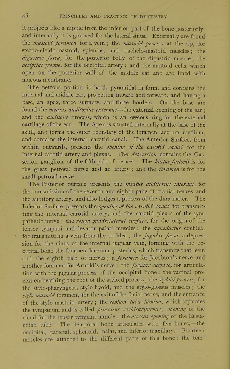 it projects like a nipple from the inferior part of the bone posteriorly, and internally it is grooved for the lateral sinus. Externally are found the mastoid foramen for a vein ; the mastoid process at the tip, for sterno-cleido-mastoid, splenius, and trachelo-mastoid muscles; the digastric fossa, for the posterior belly of the digastric muscle; the occipital groove, for the occipital artery ; and the mastoid cells, which open on the posterior wall of the middle ear and are lined with mucous membrane. The petrous portion is hard, pyramidal in form, and contains the internal and middle ear, projecting inward and forward, and having a base, an apex, three surfaces, and three borders. On the base are found the meatus auditorius externus—the external opening of the ear; and the auditory process, which is an osseous ring for the external cartilage of the ear. The Apex is situated internally at the base of the skull, and forms the outer boundary of the foramen lacerum medium, and contains the internal carotid canal. The Anterior Surface, from within outwards, presents the opening of the carotid canal, for the internal carotid artery and plexus. The depression contains the Gas- serion ganglion of the fifth pair of nerves. The hiatus fallopii is for the great petrosal nerve and an artery; and the foramen is for the small petrosal nerve. The Posterior Surface presents the meatus auditorius i?iternus, for the transmission of the seventh and eighth pairs of cranial nerves and the auditory artery, and also lodges a process of the dura mater. The Inferior Surface presents the opening of the carotid canal for transmit- ting the internal carotid artery, and the carotid plexus of the sym- pathetic nerve ; the rough quadrilateral surface, for the origin of the tensor tympani and levator palati muscles; the aqueductus cochlea, for transmitting a vein from the cochlea ; the jugular fossa, a depres- sion for the sinus of the internal jugular vein, forming with the oc- cipital bone the foramen lacerum posterius, which transmits that vein and the eighth pair of nerves ; a foramen for Jacobson's nerve and another foramen for Arnold's nerve ; the jugular swface, for articula- tion with the jugular process of the occipital bone; the vaginal pro- cess ensheathing the root of the styloid process; the styloid process, for the stylo-pharyngeus, stylo-hyoid, and the stylo-glossus muscles; the stylo-mastoid ioxzxt\QX\, for the exit of the facial nerve, and the entrance of the stylo-mastoid artery ; the septum tubal lamina, which separates the tympanum and is called processus cochleariformis ; opening of the canal for the tensor tympani muscle ; the osseous opening of the Eusta- chian tube. The temporal bone articulates with five bones,—the occipital, parietal, sphenoid, malar, and inferior maxillary. Fourteen muscles are attached to the different parts of this bone : the tem-