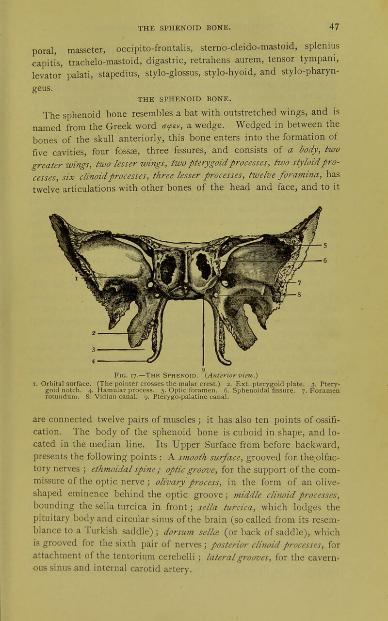 poral, masseter, occipito-frontalis, sterno-cleido-mastoid, splenius capitis, trachelo-mastoid, digastric, retrahens aurem, tensor tympani, levator palati, stapedius, stylo-glossus, stylo-hyoid, and stylo-pharyn- geus. THE SPHENOID BONE. The sphenoid bone resembles a bat with outstretched wings, and is named from the Greek word ffcpev, a wedge. Wedged in between the bones of the skull anteriorly, this bone enters into the formation of five cavities, four fossae, three fissures, and consists of a body, two greater wings, two lesser wings, two pterygoid processes, two styloid pro- cesses, six clinoidprocesses, three lesser processes, twelve foramina, has twelve articulations with other bones of the head and face, and to it Fig. 17.—The Sphenoid. {Anterior view.) I. Orbital surface. (The pointer crosses the malar crest.) 2. Ext. pterygoid plate. 3. Ptery- goid notch. 4. Hamular process. 5. Optic foramen. 6. Sphenoidal fissure. 7. Foramen rotundum. 8. Vidian canal. 9. Plerygo-palatine canal. are connected twelve pairs of muscles ; it has also ten points of ossifi- cation. The body of the sphenoid bone is cuboid in shape, and lo- cated in the median line. Its Upper Surface from before backward, presents the following points : A smooth surface, grooved for the olfac- tory nerves ; ethmoidal spine ; optic groove, for the support of the com- missure of the optic nerve ; olivary process, in the form of an olive- shaped eminence behind the optic groove; middle clinoid processes, bounding the sella turcica in front; sella turcica, which lodges the pituitary body and circular sinus of the brain (so called from its resem- blance to a Turkish saddle); dorsum sella (or back of saddle), which is grooved for the sixth pair of nerves; posterior clinoid processes, for attachment of the tentorium cerebelli ; lateral grooves, for the cavern- ous sinus and internal carotid artery.