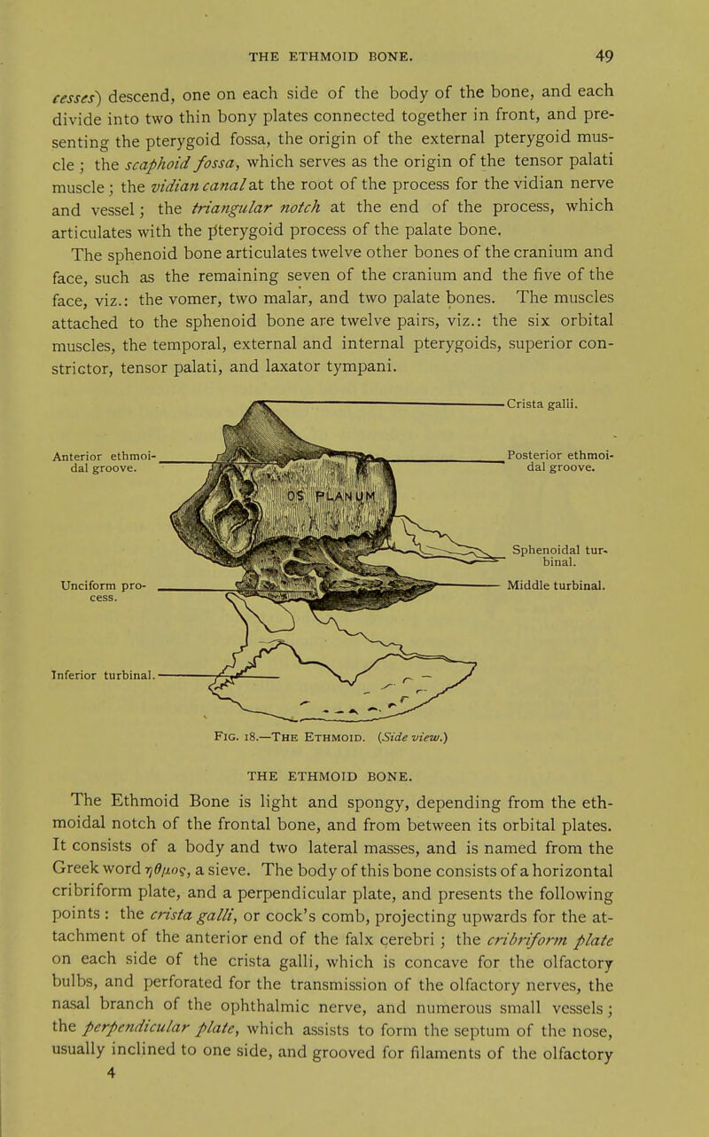 cesses) descend, one on each side of the body of the bone, and each divide into two thin bony plates connected together in front, and pre- senting the pterygoid fossa, the origin of the external pterygoid mus- cle ; the scaphoid fossa, which serves as the origin of the tensor palati muscle; the vidian canal a.t the root of the process for the vidian nerve and vessel; the triangular notch at the end of the process, which articulates with the pterygoid process of the palate bone. The sphenoid bone articulates twelve other bones of the cranium and face, such as the remaining seven of the cranium and the five of the face, viz.: the vomer, two malar, and two palate bones. The muscles attached to the sphenoid bone are twelve pairs, viz.: the six orbital muscles, the temporal, external and internal pterygoids, superior con- strictor, tensor palati, and laxator tympani. ^' ■^ • Crista galli. Anterior ethmoi- dal groove. Unciform pro- Inferior turbinal. Posterior ethmoi- dal groove. Sphenoidal tur- binal. Middle turbinal. Fig. i8.—The Ethmoid. {Side view.) THE ETHMOID BONE. The Ethmoid Bone is light and spongy, depending from the eth- moidal notch of the frontal bone, and from between its orbital plates. It consists of a body and two lateral masses, and is named from the Greek word fidiinq, a sieve. The body of this bone consists of a horizontal cribriform plate, and a perpendicular plate, and presents the following points : the crista galli, or cock's comb, projecting upwards for the at- tachment of the anterior end of the falx cerebri; the cribriform plate on each side of the crista galli, which is concave for the olfactory bulbs, and perforated for the transmission of the olfactory nerves, the nasal branch of the ophthalmic nerve, and numerous small vessels; the perpendicular plate, which assists to form the septum of the nose, usually inclined to one side, and grooved for filaments of the olfactory 4