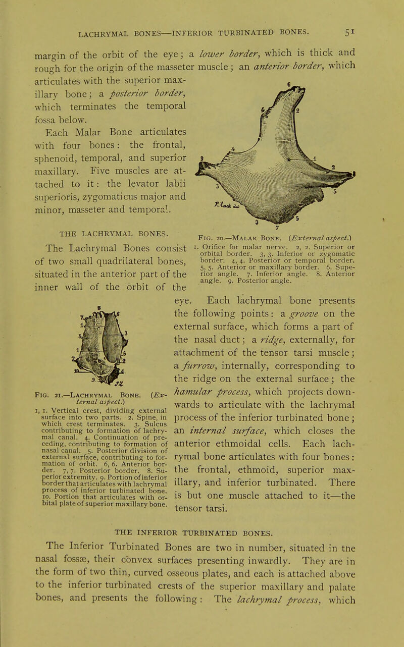 margin of the orbit of the eye; a lower border, which is thick and rough for the origin of the masseter muscle; an anterior border, which articulates with the superior max- illary bone; a posterior border, which terminates the temporal fossa below. Each Malar Bone articulates with four bones: the frontal, sphenoid, temporal, and superior maxillary. Five muscles are at- tached to it : the levator labii superioris, zygomaticus major and minor, masseter and temporal. THE LACHRYMAL BONES. The Lachrymal Bones consist of two small quadrilateral bones, situated in the anterior part of the inner wall of the orbit of the Fig. 20.—Malar Bone. {External aspect.) I. Orifice for malar nerve. 2, 2. Superior or orbital border. 3, 3. Inferior or zygomatic border. 4, 4. Posterior or temporal border. 5, 5. Anterior or maxillary border. 6. Supe- rior angle. 7. Inferior angle. 8. Anterior angle. 9. Posterior angle. Fig. {Ex- it.—Lachrymal Bone. temal aspect.) I, I. Vertical crest, dividing external surface into two parts. 2. Spine, in which crest terminates. 3. Sulcus contributing to formation of lachry- mal canal. 4. Continuation of pre- ceding, contributing to formation of nasal canal. 5. Posterior division of external surface, contributing to for- mation of orbit. 6, 6. Anterior bor- der. 7, 7. Posterior border. 8. Su- perior extremity, o. Portion of inferior border that articulates with lachrymal process of inferior turbinated bone. 10. Portion that articulates with or- bital plate of superior maxillary bone. eye. Each lachrymal bone presents the following points: a groove on the external surface, which forms a part of the nasal duct; a ridge, externally, for attachment of the tensor tarsi muscle; a furrow, internally, corresponding to the ridge on the external surface; the hamular process, which projects down- wards to articulate with the lachrymal process of the inferior turbinated bone ; an internal surface, which closes the anterior ethmoidal cells. Each lach- rymal bone articulates with four bones: the frontal, ethmoid, superior max- illary, and inferior turbinated. There is but one muscle attached to it—the tensor tarsi. THE INFERIOR TURBINATED BONES. The Inferior Turbinated Bones are two in number, situated in tlie nasal fossae, their convex surfaces presenting inwardly. They are in the form of two thin, curved osseous plates, and each is attached above to the inferior turbinated crests of the superior maxillary and palate bones, and presents the following: The lachrymal process, which