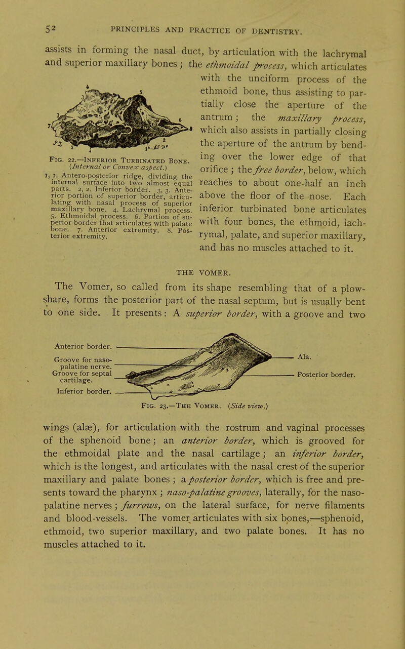 assists in forming the nasal duct, by articulation with the lachrymal and superior maxillary bones ; the ethmoidal process, which articulates with the unciform process of the ethmoid bone, thus assisting to par- tially close the aperture of the antrum; the maxillary process, which also assists in partially closing the aperture of the antrum by bend- ing over the lower edge of that ■ , , . ., orifice; the/r^,? ($^?r^^r, below, which I. Antero-posterior ridge, dividing the i , internal surface into two almost equal rCacheS tO about OnC-half an inch parts. 2, 2. Inferior border. 3, 3. Ante- ■, 1 a , nor portion of superior border, articu- aDOVe the nOOr Of the nOSC. Each lating with nasal process of superior ■ r • ^ 1 • i , . , maxillary bone. 4. Lachrymal process, interior turbinated bone articulates 5. Ethmoidal process. 6. Portion of su- -4.1. r i, ^^ 1 ■ 1 , , perior border that articulates with palate Wltn tOUr DOneS, the CthmOld, lach- bone. 7. Anterior extremity. 8. P6s- „ 1 i , j terior extremity. rymal, palate, and superior maxillary, and has no muscles attached to it. Fig. 22.—Inferior Turbinated Bone. (Internal or Convex aspect.) 1, THE VOMER. The Vomer, so called from its shape resembling that of a plow- share, forms the posterior part of the nasal septum, but is usually bent to one side. It presents: A superior border, with a groove and two Anterior border. Groove for naso- palatine nerve. Groove for septal cartilage. Inferior border. Ala. Posterior border. The Vomer. (Side view.) wings (alae), for articulation with the rostrum and vaginal processes of the sphenoid bone; an anterior border, which is grooved for the ethmoidal plate and the nasal cartilage; an inferior border, which is the longest, and articulates with the nasal crest of the superior maxillary and palate bones ; a posterior border, which is free and pre- sents toward the pharynx ; naso-palatinegrooves, laterally, for the naso- palatine nerves; furrows, on the lateral surface, for nerve filaments and blood-vessels. The vomer articulates with six bones,.—sphenoid, ethmoid, two superior maxillary, and two palate bones. It has no muscles attached to it.