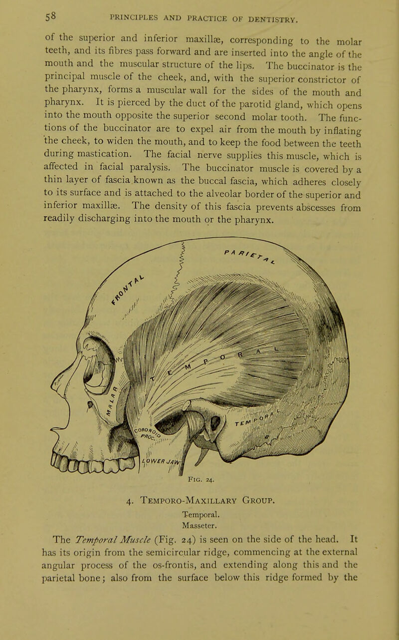 of the superior and inferior maxilla, corresponding to the molar teeth, and its fibres pass forward and are inserted into the angle of the mouth and the muscular structure of the lips. The buccinator is the principal muscle of the cheek, and, with the superior constrictor of the pharynx, forms a muscular wall for the sides of the mouth and pharynx. It is pierced by the duct of the parotid gland, which opens into the mouth opposite the superior second molar tooth. The func- tions of the buccinator are to expel air from the mouth by inflating the cheek, to widen the mouth, and to keep the food between the teeth during mastication. The facial nerve supplies this muscle, which is affected in facial paralysis. The buccinator muscle is covered by a thin layer of fascia,known as the buccal fascia, which adheres closely to its surface and is attached to the alveolar border of the superior and inferior maxillae. The density of this fascia prevents abscesses from readily discharging into the mouth or the pharynx. Fig. 24. 4. Tempgro-Maxillary Group. Temporal. Masseter. The Temporal Muscle (Fig. 24) is seen on the side of the head. It has its origin from the semicircular ridge, commencing at the external angular process of the os-frontis, and extending along this and the parietal bone; also from the surface below this ridge formed by the