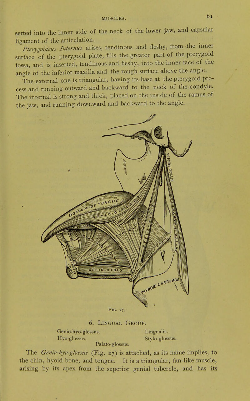 serted into the inner side of the neck of the lower jaw, and capsular ligament of the articulation. Pterygoidms Internus arises, tendinous and fleshy, from the inner surface of the pterygoid plate, fills the greater part of the pterygoid fossa, and is inserted, tendinous and fleshy, into the inner face of the angle of the inferior maxilla and the rough surface above the angle. The external one is triangular, having its base at the pterygoid pro- cess and running outward and backward to the neck of the condyle. The internal is strong and thick, placed on the inside of the ramus of the jaw, and running downward and backward to the angle. Fig. 27. 6. Lingual Group. Genio-hyo-glossus. Lingualis. Hyo-glossus. Stylo-glossus. Palato-glossus. The Genio-hyo-glossus (Fig. 27) is attached, as its name implies, to the chin, hyoid bone, and tongue. It is a triangular, fan-like muscle, arising by its apex from the superior genial tubercle, and has its
