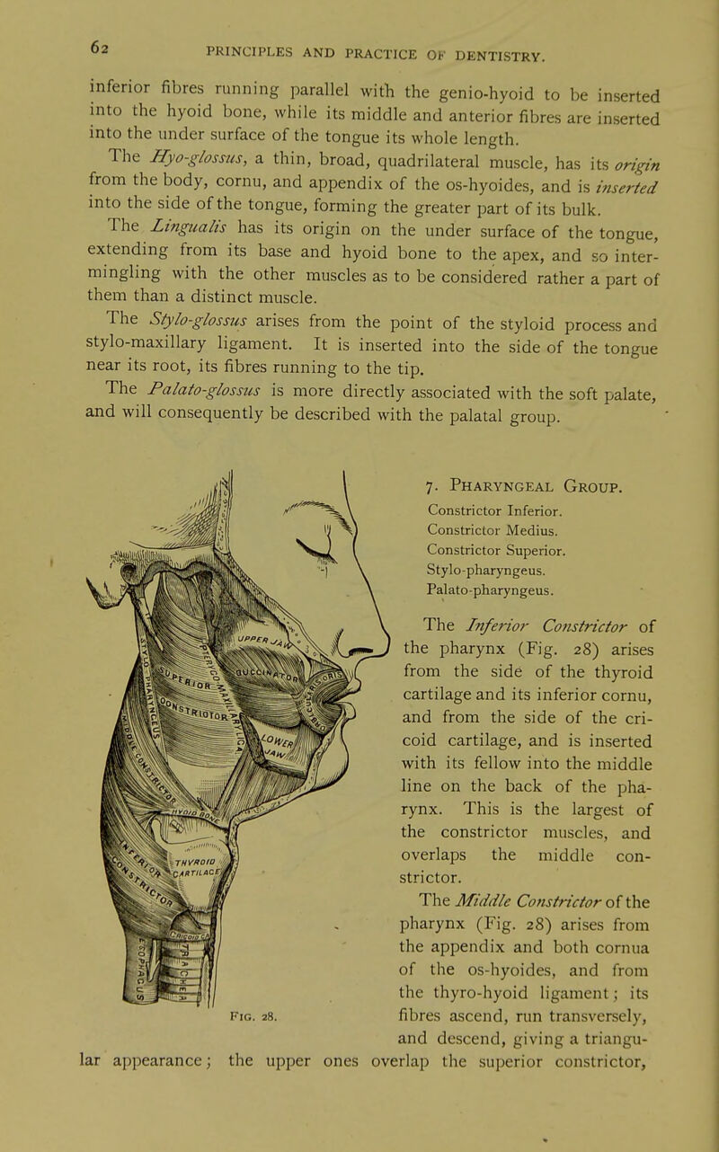 inferior fibres running parallel with the genio-hyoid to be inserted into the hyoid bone, while its middle and anterior fibres are inserted into the under surface of the tongue its whole length. The Hyo-glossus, a thin, broad, quadrilateral muscle, has its origin from the body, cornu, and appendix of the os-hyoides, and is inserted into the side of the tongue, forming the greater part of its bulk. The Lingualis has its origin on the under surface of the tongue, extending from its base and hyoid bone to the apex, and so inter- mingling with the other muscles as to be considered rather a part of them than a distinct muscle. The Stylo-glossus arises from the point of the styloid process and stylo-maxillary ligament. It is inserted into the side of the tongue near its root, its fibres running to the tip. The Palato-glossus is more directly associated with the soft palate, and will consequently be described with the palatal group. 7. Pharyngeal Group. Constrictor Inferior. Constrictor Medius. Constrictor Superior. Stylo-pharyngeus. Palato-pharyngeus. The Inferior Constrictor of the pharynx (Fig. 28) arises from the side of the thyroid cartilage and its inferior cornu, and from the side of the cri- coid cartilage, and is inserted with its fellow into the middle line on the back of the pha- rynx. This is the largest of the constrictor muscles, and overlaps the middle con- strictor. The Middle Constrictor of the pharynx (Fig. 28) arises from the appendix and both cornua of the os-hyoides, and from the thyro-hyoid ligament; its fibres ascend, run transversely, and descend, giving a triangu- appearance; the upper ones overlap the superior constrictor, Fig. 28.