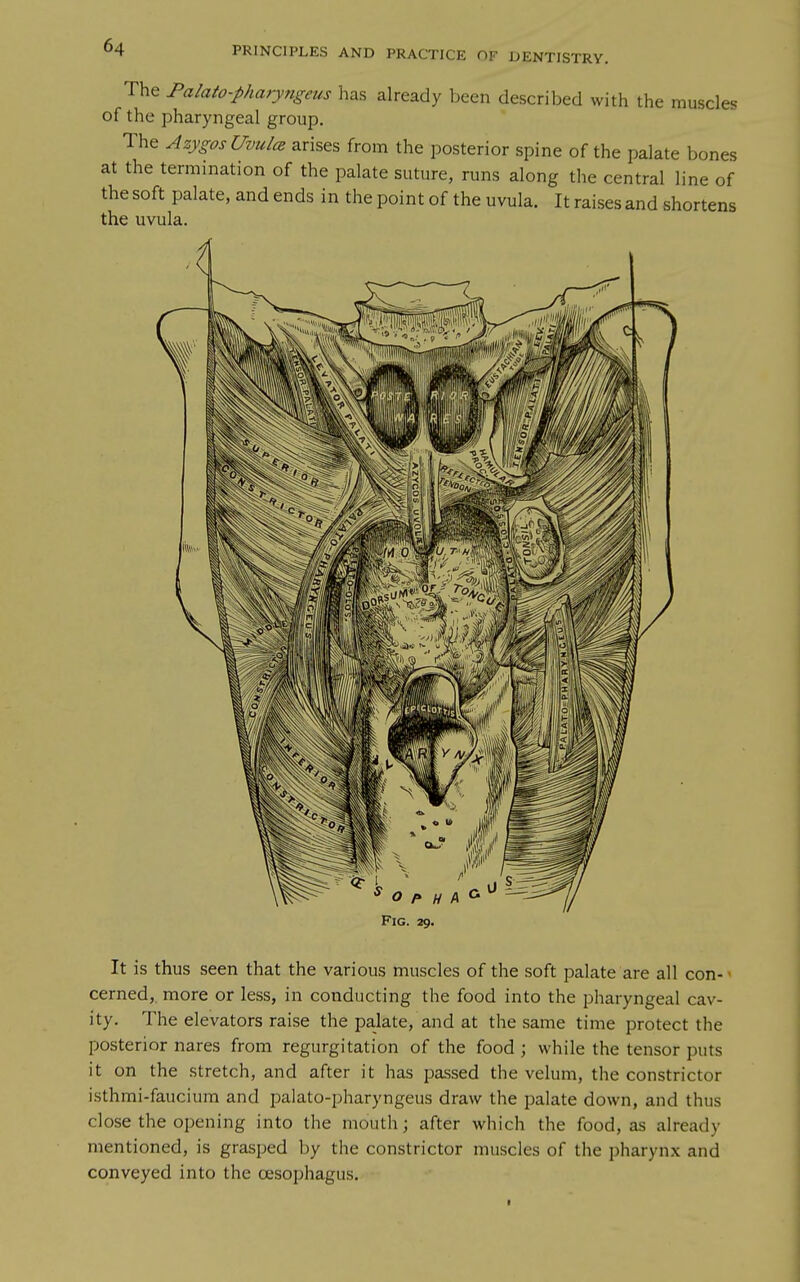 The Falato-pharyngeus has already been described with the muscles of the pharyngeal group. The AzygosUvulce arises from the posterior spine of the palate bones at the termination of the palate suture, runs along the central line of the soft palate, and ends in the point of the uvula. It raises and shortens the uvula. Fig. 29. It is thus seen that the various muscles of the soft palate are all con- • cerned, more or less, in conducting the food into the pharyngeal cav- ity. The elevators raise the palate, and at the same time protect the posterior nares from regurgitation of the food ; while the tensor puts it on the stretch, and after it has passed the velum, the constrictor isthmi-faucium and palato-pharyngeus draw the palate down, and thus close the opening into the mouth; after which the food, as already mentioned, is grasped by the constrictor muscles of the pharynx and conveyed into the oesophagus.