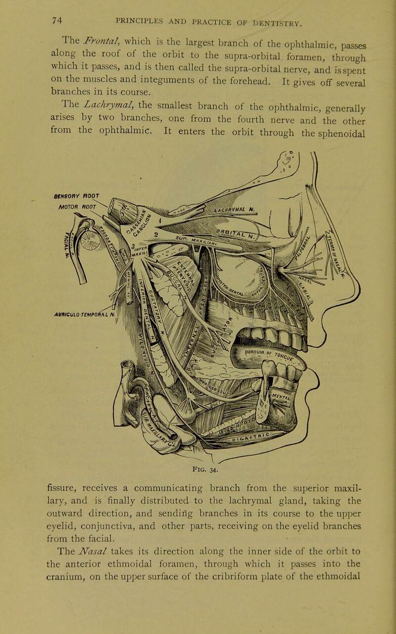 The Frontal, which is the largest branch of the ophthalmic, passes along the roof of the orbit to the supra-orbital foramen, through which it passes, and is then called the supra-orbital nerve, and is spent on the muscles and integuments of the forehead. It gives off several branches in its course. The Lachrymal, the smallest branch of the ophthalmic, generally arises by two branches, one from the fourth nerve and the other from the ophthalmic. It enters the orbit through the sphenoidal Fig. 34. fissure, receives a communicating branch from the superior maxil- lary, and is finally distributed to the lachrymal gland, taking the outward direction, and sending branches in its course to the upper eyelid, conjunctiva, and other parts, receiving on the eyelid branches from the facial. The Nasal takes its direction along the inner side of the orbit to the anterior ethmoidal foramen, through which it passes into the cranium, on the upper surface of the cribriform plate of the ethmoidal