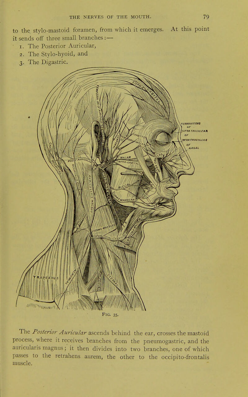 to the stylo-mastoid foramen, from which it emerges. At this point it sends off three small branches : — • I. The Posterior Auricular, 2. The Stylo-hyoid, and 3. The Digastric. Fig. 35. The Posterior Auricular ascends behind the ear, crosses the mastoid process, where it receives branches from the pneumogastric, and the auricularis magnus; it then divides into two branches, one of which passes to the retrahens aurem, the other to the occipito-frontalis muscle.