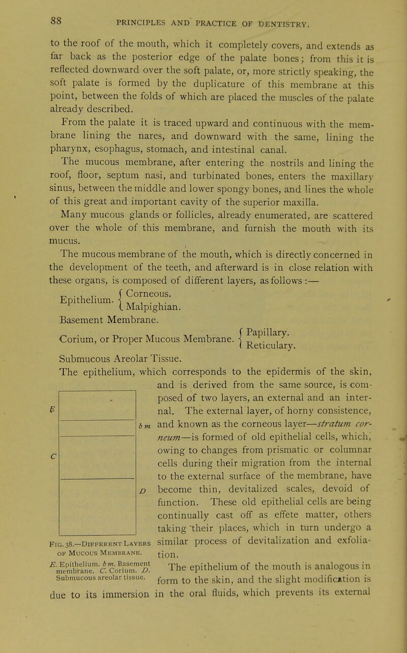 to the roof of the mouth, which it completely covers, and extends as far back as the posterior edge of the palate bones; from this it is reflected downward over the soft palate, or, more strictly speaking, the soft palate is formed by the duplicature of this membrane at this point, between the folds of which are placed the muscles of the palate already described. From the palate it is traced upward and continuous with the mem- brane lining the nares, and downward with the same, lining the pharynx, esophagus, stomach, and intestinal canal. The mucous membrane, after entering the nostrils and lining the roof, floor, septum nasi, and turbinated bones, enters the maxillary sinus, between the middle and lower spongy bones, and lines the whole of this great and important cavity of the superior maxilla. Many mucous glands or follicles, already enumerated, are scattered over the whole of this membrane, and furnish the mouth with its mucus. The mucous membrane of the mouth, which is directly concerned in the development of the teeth, and afterward is in close relation with these organs, is composed of different layers, as follows :— f Corneous. Epithelmm. i , . , . C Malpighian. Basement Membrane. Corium, or Proper Mucous Membrane. | ^^Pj^^^^y* ^ ( Reticulary. Submucous Areolar Tissue. The epithelium, which corresponds to the epidermis of the skin, and is derived from the same source, is com- posed of two layers, an external and an inter- nal. The externarlayer, of horny consistence, b m and known as the corneous layer—stratum cor- neum—is formed of old epithelial cells, which, owing to changes from prismatic or columnar cells during their migration from the internal to the external surface of the membrane, have become thin, devitalized scales,, devoid of function. These old epithelial cells are being continually cast off as effete matter, others taking 'their places, which in turn undergo a D Fig.38.-DIFFERENTLayers similar process of devitalization and exfolia- OF Mucous Membrane. tion. ^-^I'^hr^T'c^Co^m^^^^^ The' epithelium of the mouth is analogous in Submucous areolar tissue;. ^^^^ ^^^^ gj^jj^^ ^^^^ slight modification is due to its immersion in the oral fluids, which prevents its external