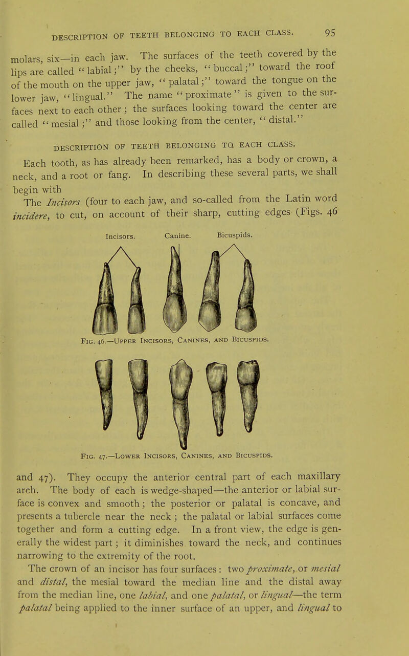 DESCRIPTION OF TEETH BELONGING TO EACH CLASS. molars, six-in each jaw. The surfaces of the teeth covered by the lips are called labial; by the cheeks, -buccal; toward the roof of the mouth on the upper jaw,  palatal; toward the tongue on the lower jaw, lingual. The name proximate is given to the sur- faces next to each other ; the surfaces looking toward the center are called  mesial; and those looking from the center,  distal. DESCRIPTION OF TEETH BELONGING TO EACH CLASS. Each tooth, as has already been remarked, has a body or crown, a neck, and a root or fang. In describing these several parts, we shall begin with The Incisors (four to each jaw, and so-called from the Latin word mcidere, to cut, on account of their sharp, cutting edges (Figs. 46 Incisors. Canine. Bicuspids. Fig. 46—Upper Incisors, Canines, and Bicuspids. Fig. 47.—Lower Incisors, Canines, and Bicuspids. and 47). They occupy the anterior central part of each maxillary arch. The body of each is wedge-shaped—the anterior or labial sur- face is convex and smooth; the posterior or palatal is concave, and presents a tubercle near the neck ; the palatal or labial surfaces come together and form a cutting edge. In a front view, the edge is gen- erally the widest part; it diminishes toward the neck, and continues narrowing to the extremity of the root. The crown of an incisor has four surfaces : tvfo proxt7ftate, o\ mesial and distal, the mesial toward the median line and the distal away from the median line, one labial, and onepalaial, ox lingual—the term palatal being applied to the inner surface of an upper, and lingual to