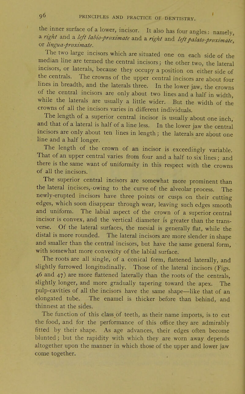 the inner surface of a lower, incisor. It also has four angles: namely a right and a left labio-proximate and a right and leftpalato-proximate, or lingua-proximate. The two large incisors which are situated one on each side of the median line are termed the central incisors; the other two, the lateral incisors, or laterals, because they occupy a position on either side of the centrals. The crowns of the upper central incisors are about four lines in breadth, and the laterals three. In the lower jaw, the crowns of the central incisors are only about two lines and a half in width, while the laterals are usually a little wider. But the width of the crowns of all the incisors varies in different individuals. The length of a superior central incisor is usually about one inch, and that of a lateral is half of a line less. In the lower jaw the centra! incisors are only about ten lines in length; the laterals are about one line and a half longer. The length of the crown of an incisor is exceedingly variable. That of an upper central varies from four and a half to six lines; and there is the same want of uniformity in this respect with the crowns of all the incisors. The superior central incisors are somewhat more prominent than the lateral incisors, owing to the curve of the alveolar process. The newly-erupted incisors have three points or cusps on their cutting edges, which soon disappear through wear, leaving such edges smooth and uniform. The labial aspect of the crown of a superior central incisor is convex, and the vertical diameter is greater than the trans- verse. Of the lateral surfaces, the mesial is generally flat, while the distal is more rounded. The lateral incisors are more slender in shape and smaller than the central incisors, but have the same general form, with somewhat more convexity of the labial surface. The roots are all single, of a conical form, flattened laterally, and slightly furrowed longitudinally. Those of the lateral incisors (Figs. 46 and 47) are more flattened laterally than the roots of the centrals, slightly longer, and more gradually tapering toward the apex. The pulp-cavities of all the incisors have the same shape—like that of an elongated tube. The enamel is thicker before than behind, and thinnest at the sides. The function of this class of teeth, as their name imports, is to cut the food, and for the performance of this ofifice they are admirably fitted by their shape. As age advances, their edges often become blunted; but the rapidity with which they are worn away depends altogether upon the manner in which those of the upper and lower jaw come together.