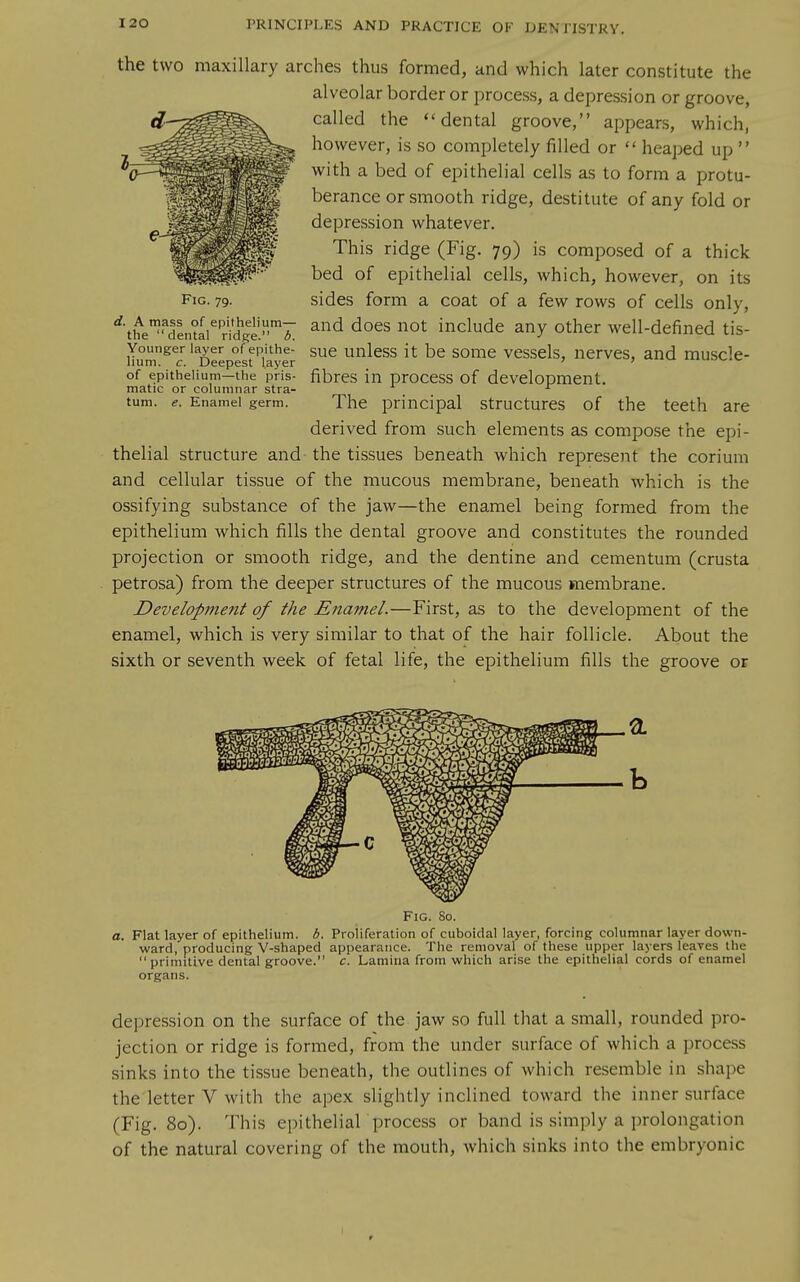 Fig. 79. the two maxillary arches thus formed, and which later constitute the alveolar border or process, a depression or groove, called the ''dental groove, appears, which, however, is so completely filled or  heaped up  with a bed of epithelial cells as to form a protu- berance or smooth ridge, destitute of any fold or depression whatever. This ridge (Fig. 79) is composed of a thick bed of epithelial cells, which, however, on its sides form a coat of a few rows of cells only, '''t^^Mlntli^ ridl^^ ^^^^ include any other well-defined tis- Hun^^J'Deepest''laylr unless it be somc vcsscls, ncrvcs, and muscle- of epithelium—the pris- fibres in proccss of development. matic or columnar stra- turn. e. Enamel germ. The principal Structures of the teeth are derived from such elements as compose the epi- thelial structure and the tissues beneath which represent the corium and cellular tissue of the mucous membrane, beneath which is the ossifying substance of the jaw—the enamel being formed from the epithelium which fills the dental groove and constitutes the rounded projection or smooth ridge, and the dentine and cementum (crusta petrosa) from the deeper structures of the mucous membrane. Development of the Enamel.—First, as to the development of the enamel, which is very similar to that of the hair follicle. About the sixth or seventh week of fetal life, the epithelium fills the groove or 11 Fig. So. a. Flat layer of epithelium, b. Proliferation of cuboidal layer, forcing columnar layer down- ward, producmg V-shaped appearance. The removal of these upper layers leaves the  primitive dental groove. c. Lamina from which arise the epithelial cords of enamel organs. depression on the surface of the jaw so full that a small, rounded pro- jection or ridge is formed, from the under surface of which a process sinks into the tissue beneath, the outlines of Avhich resemble in shape the letter V with the apex slightly inclined toward the inner surface (Fig. 80). This epithelial process or band is simply a prolongation of the natural covering of the mouth, which sinks into the embryonic