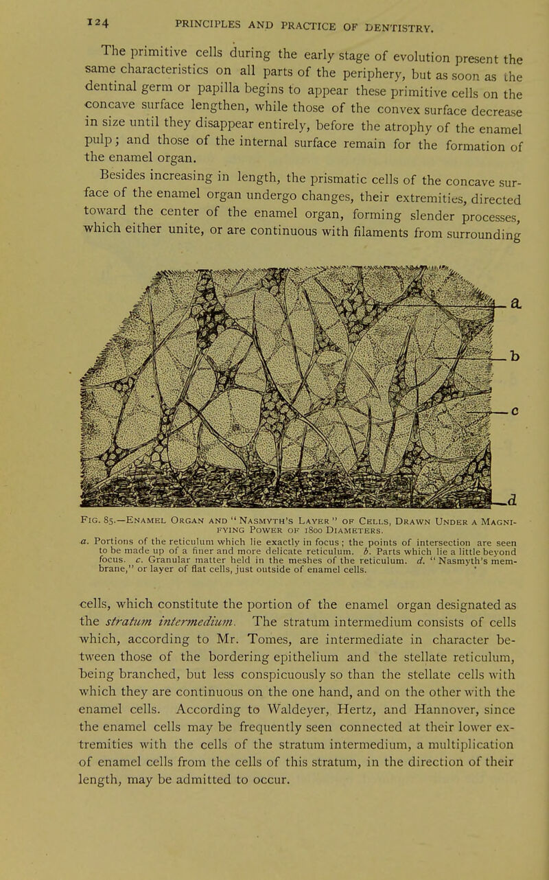 The primitive cells during the early stage of evolution present the same characteristics on all parts of the periphery, but as soon as the dentinal germ or papilla begins to appear these primitive cells on the concave surface lengthen, while those of the convex surface decrease in size until they disappear entirely, before the atrophy of the enamel pulp; and those of the internal surface remain for the formation of the enamel organ. Besides increasing in length, the prismatic cells of the concave sur- face of the enamel organ undergo changes, their extremities, directed toward the center of the enamel organ, forming slender processes, which either unite, or are continuous with filaments from surrounding Fig. 85.—Enamel Organ and  Nasmyth's Layer  of Cells, Drawn Under a Magni- fying Power of 1800 Diameters. a. Portions of the reticulum which lie exactly in focus ; the points of intersection are seen to be made up of a finer and more delicate reticulum, b. Parts which lie a little beyond focus, c. Granular matter held in the meshes of the reticulum, d.  Nasmyth's mem- brane, or layer of flat cells, just outside of enamel cells. cells, which constitute the portion of the enamel organ designated as the stratum intermedium. The stratum intermedium consists of cells which, according to Mr. Tomes, are intermediate in character be- tween those of the bordering epithelium and the stellate reticulum, teing branched, but less conspicuously so than the stellate cells with which they are continuous on the one hand, and on the other with the enamel cells. According to Waldeyer, Hertz, and Hannover, since the enamel cells may be frequently seen connected at their lower ex- tremities with the cells of the stratum intermedium, a multiplication of enamel cells from the cells of this stratum, in the direction of their length, may be admitted to occur.