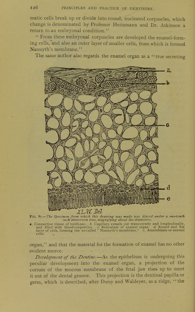 matic cells break up or divide into round, nucleated corpuscles, which change is denominated by Professor Heitzmann and Dr. Atkinson a return to an embryonal condition.  From these embryonal corpuscles are developed the enamel-form- ing cells, and also an outer layer of smaller cells, from which is formed Nasmyth's membrane.'' The same author also regards the enamel organ as a  true secreting Fig. 87.— The Specimen from which this drmving was made was placed under a one-tenth inch immersion lens, magnifying about 800 diameters. «. Connective tissue of tooth-sac. b. Capillary vessels cut transversely and longitudinally, and filled with blood-corpuscles, c. Reticulum of enamel organ, d. Round and flat layer of cells, forming the so-called  Nasmyth's membrane. e. Ameloblasts or enamel cells.' , organ, and that the material for the formation of enamel has no other evident source. Development of ihe Dentine.—As the epithelium is undergoing this peculiar development into the enamel organ, a projection of the corium of the mucous membrane of the fetal jaw rises up to meet it out of the dental groove. This projection is the dentinal papilla or germ, which is described, after Dursy and Waldeyer, as a ridge,  the