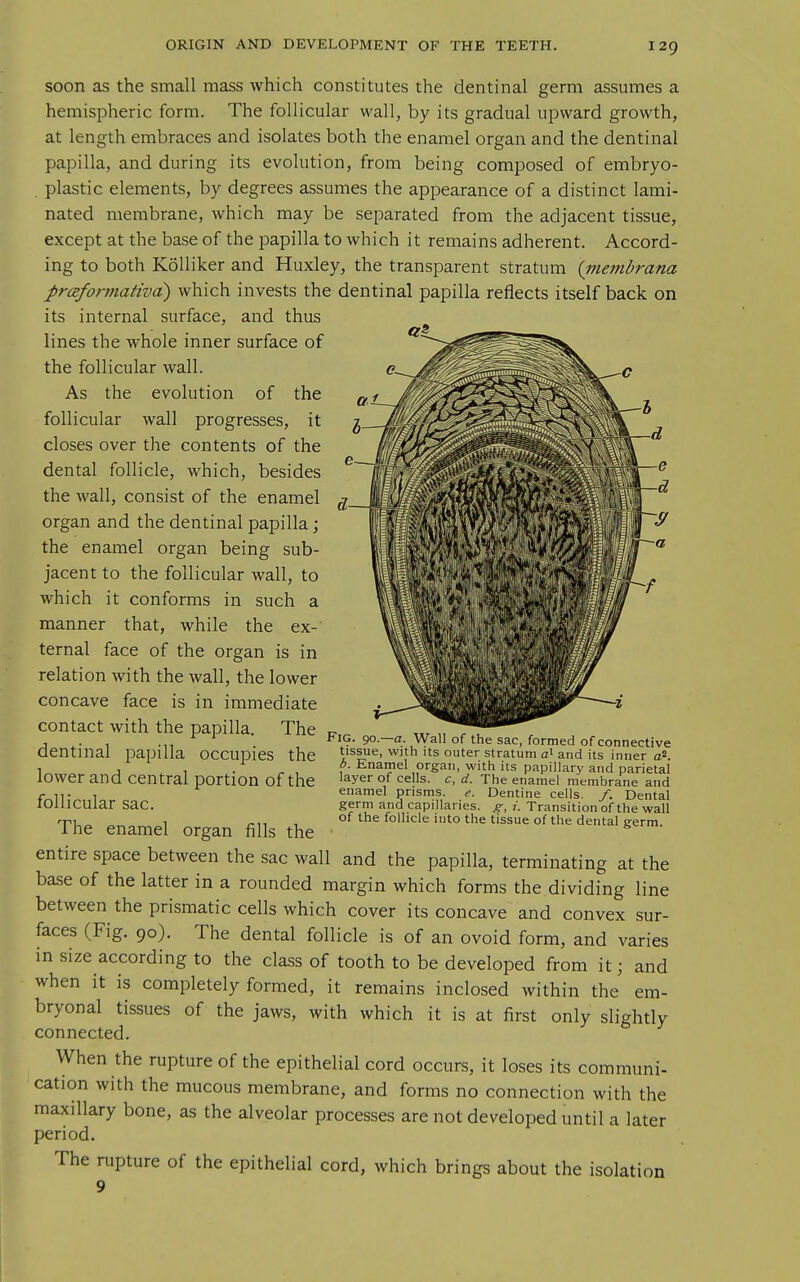 soon as the small mass which constitutes the dentinal germ assumes a hemispheric form. The follicular wall, by its gradual upward growth, at length embraces and isolates both the enamel organ and the dentinal papilla, and during its evolution, from being composed of embryo- . plastic elements, by degrees assumes the appearance of a distinct lami- nated membrane, which may be separated from the adjacent tissue, except at the base of the papilla to which it remains adherent. Accord- ing to both Kolliker and Huxley, the transparent stratum {niembrana prcefrnnativd) which invests the dentinal papilla reflects itself back on its internal surface, and thus lines the whole inner surface of the follicular wall. As the evolution of the follicular wall progresses, it closes over the contents of the dental follicle, which, besides the wall, consist of the enamel organ and the dentinal papilla; the enamel organ being sub- jacent to the follicular wall, to which it conforms in such a manner that, while the ex- ternal face of the organ is in relation with the wall, the lower concave face is in immediate contact with the papilla. The dentinal papilla occupies the lower and central portion of the follicular sac. The enamel organ fills the entire space between the sac wall and the papilla, terminating at the base of the latter in a rounded margin which forms the dividing line between the prismatic cells which cover its concave and convex sur- faces (Fig. 90). The dental follicle is of an ovoid form, and varies in size according to the class of tooth to be developed from it; and when it is completely formed, it remains inclosed within the em- bryonal tissues of the jaws, with which it is at first only slightly connected. When the rupture of the epithelial cord occurs, it loses its communi- cation with the mucous membrane, and forms no connection with the maxillary bone, as the alveolar processes are not developed until a later period. The rupture of the epithelial cord, which brings about the isolation Fig. 90.—a. Wall of the sac, formed of connective tissue, with its outer stratum a> and its inner a^. b. Enamel organ, with its papillary and parietal layer of cells, c, d. The enamel membrane and enamel prisms, e. Dentine cells, f. Dental germ and capillaries, g, i. Transition of the wall of the follicle into the tissue of the dental germ.