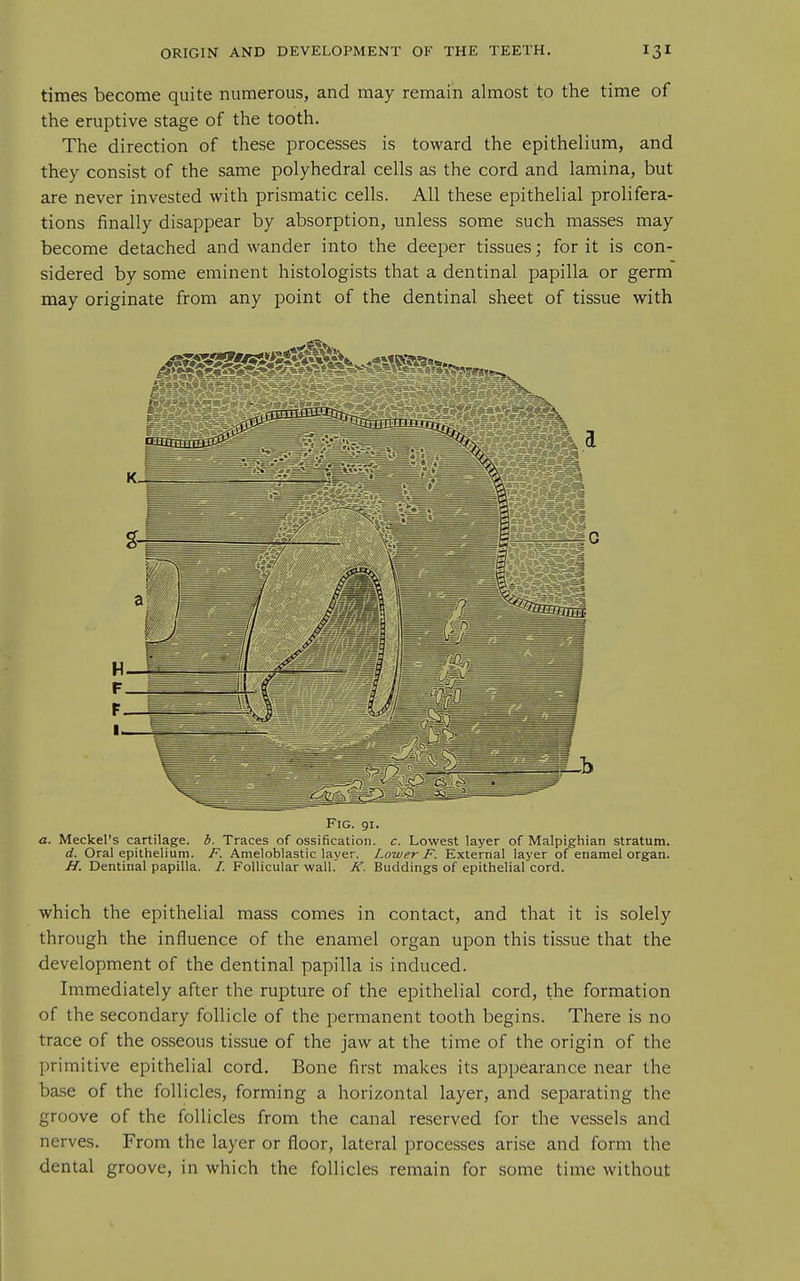 times become quite numerous, and may remain almost to the time of the eruptive stage of the tooth. The direction of these processes is toward the epithelium, and they consist of the same polyhedral cells as the cord and lamina, but are never invested with prismatic cells. All these epithelial prolifera- tions finally disappear by absorption, unless some such masses may become detached and wander into the deeper tissues; for it is con- sidered by some eminent histologists that a dentinal papilla or germ may originate from any point of the dentinal sheet of tissue with Fig. 91. a. Meckel's cartilage. 6. Traces of ossification, c. Lowest layer of Malpighian stratum. d. Oral epithelium. /■'. Ameloblastic layer. Lower F. External layer of enamel organ, .^f. Dentinal papilla. /. Follicular wall. K. Buddings of epithelial cord. which the epithelial mass comes in contact, and that it is solely through the influence of the enamel organ upon this tissue that the development of the dentinal papilla is induced. Immediately after the rupture of the epithelial cord, the formation of the secondary follicle of the permanent tooth begins. There is no trace of the osseous tissue of the jaw at the time of the origin of the primitive epithelial cord. Bone first makes its appearance near the ba.se of the follicles, forming a horizontal layer, and separating the groove of the follicles from the canal reserved for the vessels and nerves. From the layer or floor, lateral processes arise and form the dental groove, in which the follicles remain for some time without