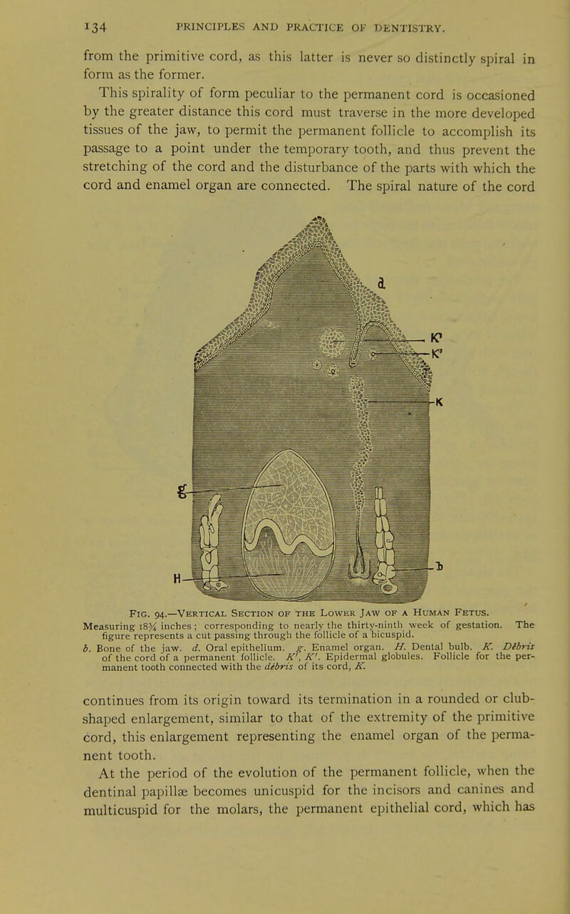 from the primitive cord, as this latter is never so distinctly spiral in form as the former. This spirality of form peculiar to the permanent cord is occasioned by the greater distance this cord must traverse in the more developed tissues of the jaw, to permit the permanent follicle to accomplish its passage to a point under the temporary tooth, and thus prevent the stretching of the cord and the disturbance of the parts with which the cord and enamel organ are connected. The spiral nature of the cord Fig. 94.—Vertical Section of the Lower Jaw of a Human Fetus. Measuring 18% inches ; corresponding to nearly the thirty-ninth week of gestation. The figure represents a cut passing through the follicle of a bicuspid. b. Bone of the jaw. d. Oral epithelium, g: Enamel organ. //. Dental bulb. K. Dlbns of the cord of a permanent follicle. K', K'. Epidermal globules. Follicle for the per- manent tooth connected with the debris of its cord, K. continues from its origin toward its termination in a rounded or club- shaped enlargement, similar to that of the extremity of the primitive cord, this enlargement representing the enamel organ of the perma- nent tooth. At the period of the evolution of the permanent follicle, when the dentinal papillae becomes unicuspid for the incisors and canines and multicuspid for the molars, the permanent epithelial cord, which has