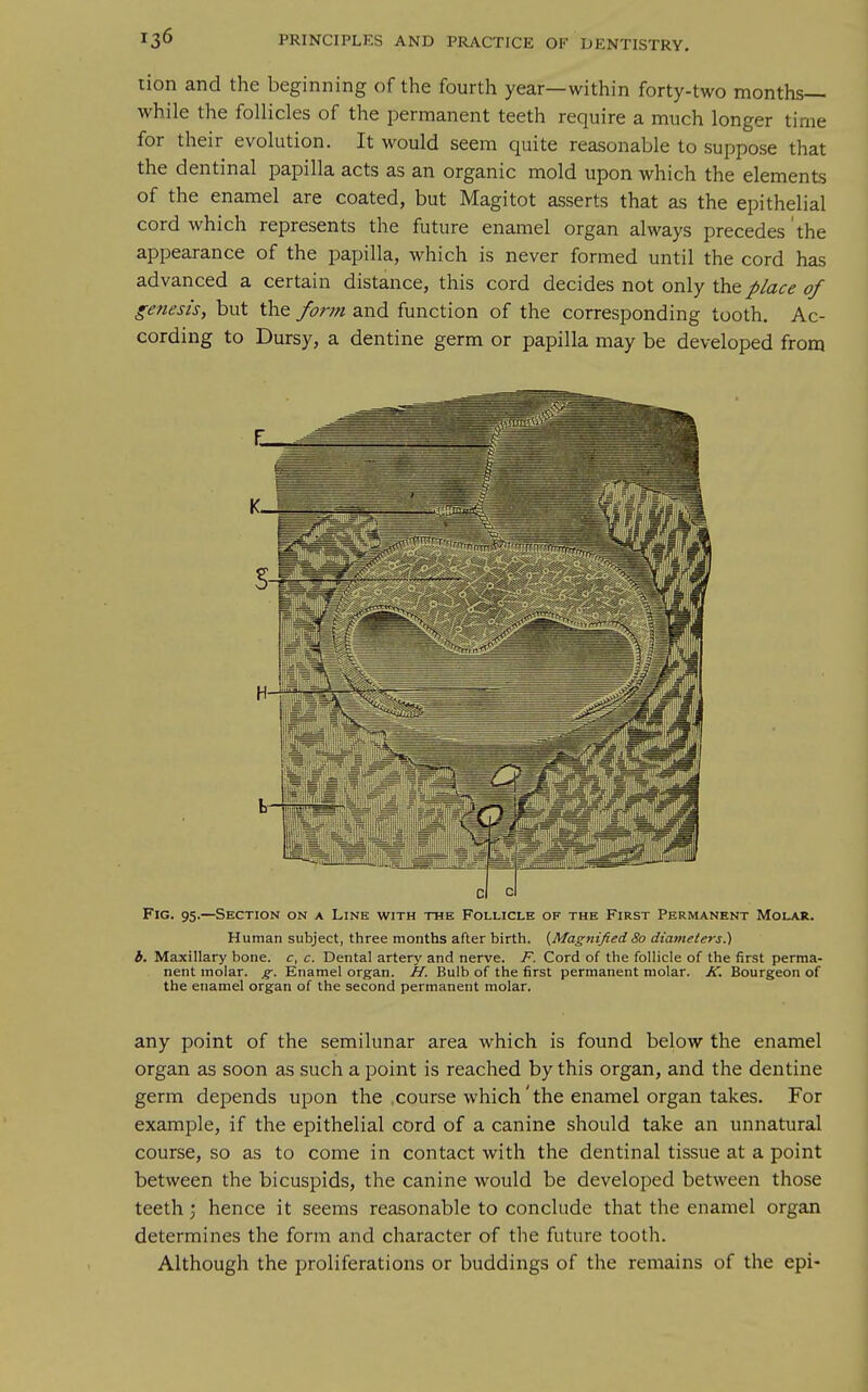 tion and the beginning of the fourth year—within forty-two months- while the follicles of the permanent teeth require a much longer time for their evolution. It would seem quite reasonable to suppose that the dentinal papilla acts as an organic mold upon which the elements of the enamel are coated, but Magi tot asserts that as the epithelial cord which represents the future enamel organ always precedes the appearance of the papilla, which is never formed until the cord has advanced a certain distance, this cord decides not only the place of genesis, but the form and function of the corresponding tooth. Ac- cording to Dursy, a dentine germ or papilla may be developed from Fig. 95.—Section on a Line with the Follicle of the First Permanent Molar. Human subject, three months after birth. {Magnified80 diameters!) b. Maxillary bone, c, c. Dental artery and nerve. F. Cord of the follicle of the first perma- nent molar, g. Enamel organ. H. Bulb of the first permanent molar. K. Bourgeon of the enamel organ of the second permanent molar. any point of the semilunar area which is found below the enamel organ as soon as such a point is reached by this organ, and the dentine germ depends upon the course which'the enamel organ takes. For example, if the epithelial cord of a canine should take an unnatural course, so as to come in contact with the dentinal tissue at a point between the bicuspids, the canine would be developed between those teeth; hence it seems reasonable to conclude that the enamel organ determines the form and character of the future tooth. Although the proliferations or buddings of the remains of the epi-