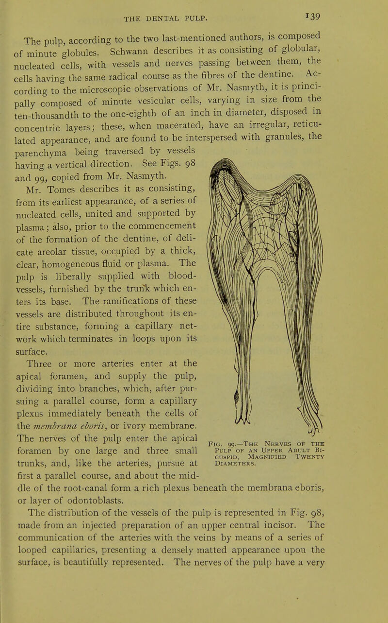 The pulp, according to the two last-mentioned authors, is composed of minute globules. Schwann describes it as consisting of globular, nucleated cells, with vessels and nerves passing between them, the cells having the same radical course as the fibres of the dentine. Ac- cording to the microscopic observations of Mr. Nasmyth, it is princi- pally composed of minute vesicular cells, varying in size from the ten-thousandth to the one-eighth of an inch in diameter, disposed in concentric layers; these, when macerated, have an irregular, reticu- lated appearance, and are found to be interspersed with granules, the parenchyma being traversed by vessels having a vertical direction. See Figs. 98 and 99, copied from Mr. Nasmyth. Mr. Tomes describes it as consisting, from its earliest appearance, of a series of nucleated cells, united and supported by plasma; also, prior to the commencement of the formation of the dentine, of deli- cate areolar tissue, occupied by a thick, clear, homogeneous fluid or plasma. The pulp is liberally supplied with blood- vessels, furnished by the trunTc which en- ters its base. The ramifications of these vessels are distributed throughout its en- tire substance, forming a capillary net- work which terminates in loops upon its surface. Three or more arteries enter at the apical foramen, and supply the pulp, dividing into branches, which, after pur- suing a parallel course, form a capillary plexus immediately beneath the cells of the membrana eboris, or ivory membrane. The nerves of the pulp enter the apical foramen by one large and three small trunks, and, like the arteries, pursue at first a parallel course, and about the mid- dle of the root-canal form a rich plexus beneath the membrana eboris, or layer of odontoblasts. The distribution of the vessels of the pulp is represented in Fig. 98, made from an injected preparation of an upper central incisor. The communication of the arteries with the veins by means of a series of looped capillaries, presenting a densely matted appearance upon the surface, is beautifully represented. The nerves of the pulp have a very Fig. 99.—The Nerves of the Pulp of an Upper Adult Bi- cuspid, Magnified Twenty Diameters.