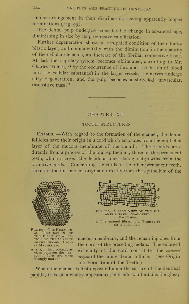 similar arrangement in their distribution, having apparently looped terminations (Fig. 99). The dental pulp undergoes considerable change in advanced age, diminishing in size by its progressive calcification. Further degeneration shows an atrophied condition of the odonto- blastic layer, and coincidentally with the diminution in the quantity of the cellular elements, an increase of the fibrillar connective tissue. At last the capillary system becomes obliterated, according to Mr. Charles Tomes,  by the occurrence of thrombosis (effusion of blood into the cellular substance) in the larger vessels, the nerves undergo fatty degeneration, and the pulp becomes a shriveled, unvascular, insensitive mass. CHAPTER XII. TOOTH STRUCTURES. Enamel.—With regard to the formation of the enamel, the dental follicles have their origin in a cord which emanates from the epithelial layer of the mucous membrane of the mouth. These cords arise directly from a process of the oral epithelium, those of the permanent teeth, which succeed the deciduous ones, being outgrowths from the primitive cords. Concerning the cords of the other permanent teeth, those for the first molars originate directly from the epithelium of the Fig. ioi.—A Side View of the En- amel Fibres ; Magnified 800 Times. I. The enamel fibres. 2,2. Transverse striae upon them. Fig. 100.—The Hexagon- al Termination of THE Fibres of a Por- tion of the Surface of the Enamel; High- ly Magnified. At I, 2, 3, the crooked cre- vices Detween the hex- agonal fibres are more strongly marked. mucous membrane, and the remaining ones from the cords of the preceding molars. The enlarged extremity of the cord constitutes the enamel organ of the future dental follicle. (See Origin and Formation of the Teeth.) When the enamel is first deposited upon the surface of the dentinal papilla, it is of a chalky appearance, and afterward attains the glossy