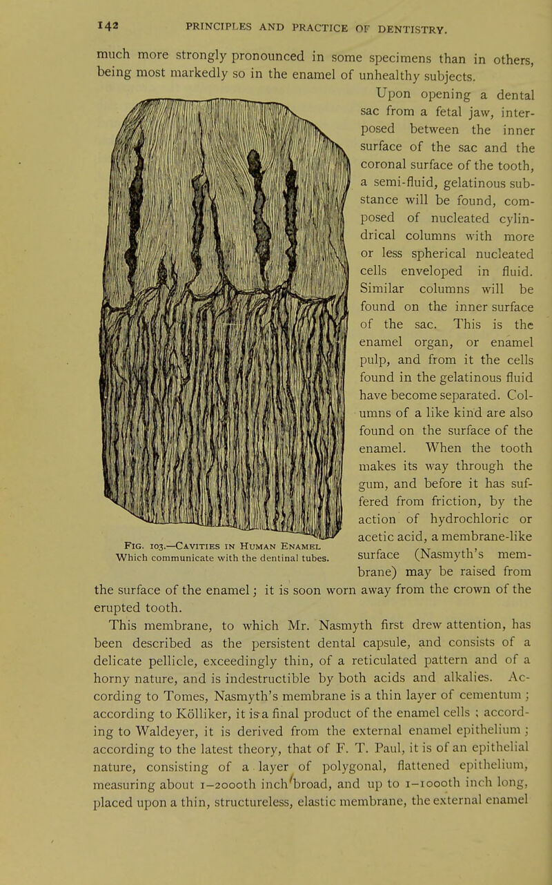 much more strongly pronounced in some specimens than in others, being most markedly so in the enamel of unhealthy subjects. Upon opening a dental sac from a fetal jaw, inter- posed between the inner surface of the sac and the coronal surface of the tooth, a semi-fluid, gelatinous sub- stance will be found, com- posed of nucleated cylin- drical columns with more or less spherical nucleated cells enveloped in fluid. Similar columns will be found on the inner surface of the sac. This is the enamel organ, or enamel pulp, and from it the cells found in the gelatinous fluid have become separated. Col- umns of a like kind are also found on the surface of the enamel. When the tooth makes its way through the gum, and before it has suf- fered from friction, by the action of hydrochloric or acetic acid, a membrane-like surface (Nasmyth's mem- brane) may be raised from the surface of the enamel; it is soon worn away from the crown of the erupted tooth. This membrane, to which Mr. Nasmyth first drew attention, has been described as the persistent dental capsule, and consists of a delicate pellicle, exceedingly thin, of a reticulated pattern and of a horny nature, and is indestructible by both acids and alkalies. Ac- cording to Tomes, Nasmyth's membrane is a thin layer of cementum ; according to Kolliker, it isa final product of the enamel cells ; accord- ing to Waldeyer, it is derived from the external enamel epithelium ; according to the latest theory, that of F. T. Paul, it is of an epithelial nature, consisting of a. layer of polygonal, flattened epithelium, measuring about i-2oooth inch^broad, and up to i-ioooth inch long, placed upon a thin, structureless, elastic membrane, the external enamel Fig. 103.—Cavities in Human Enamel Which communicate with the dentinal tubes.